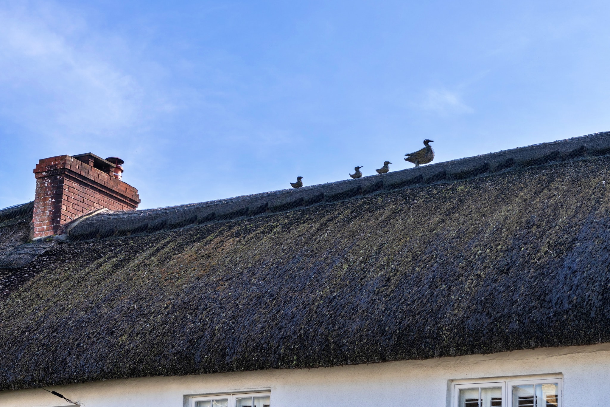 The Cottage at High Bickington - Buitenkant zomer