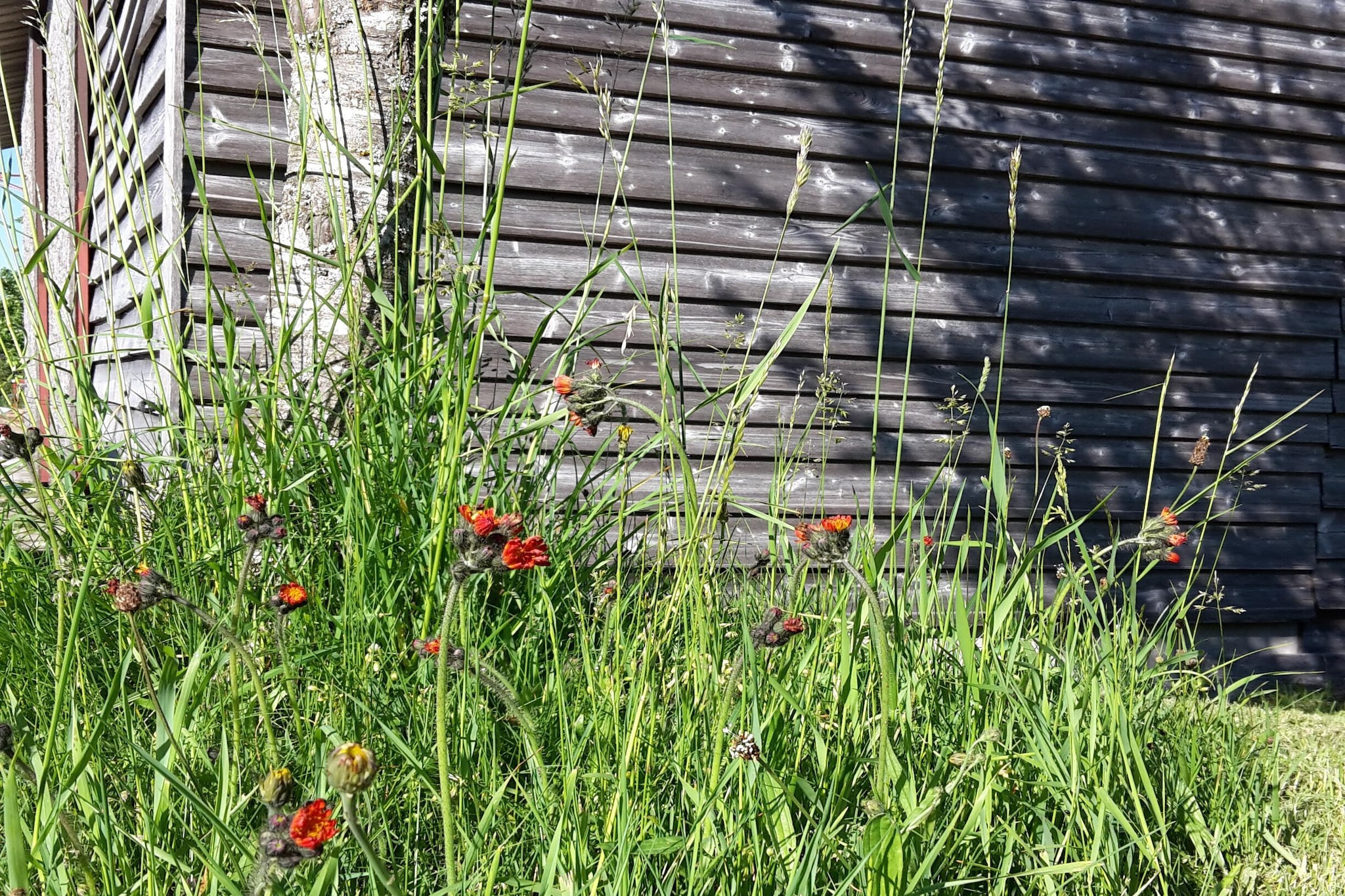 Garden Summer