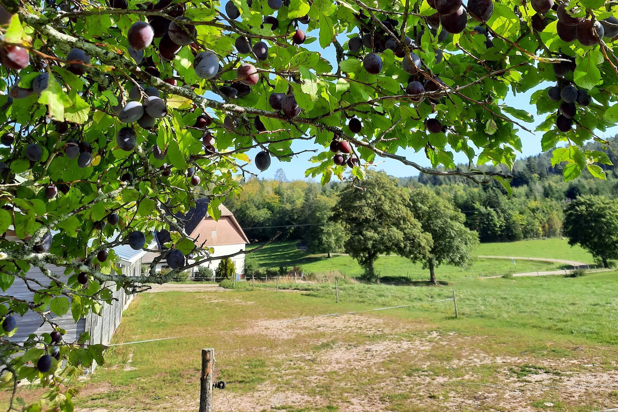 Garden Summer