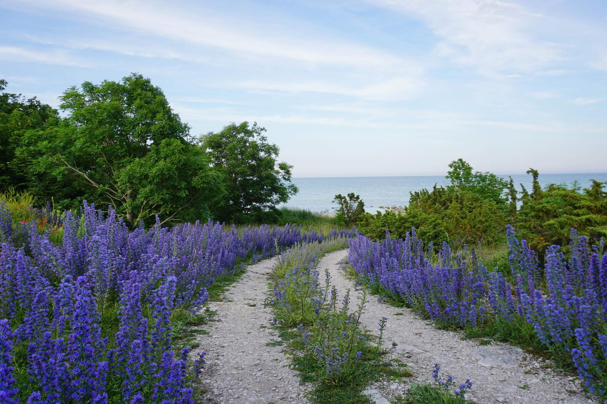 Gotland