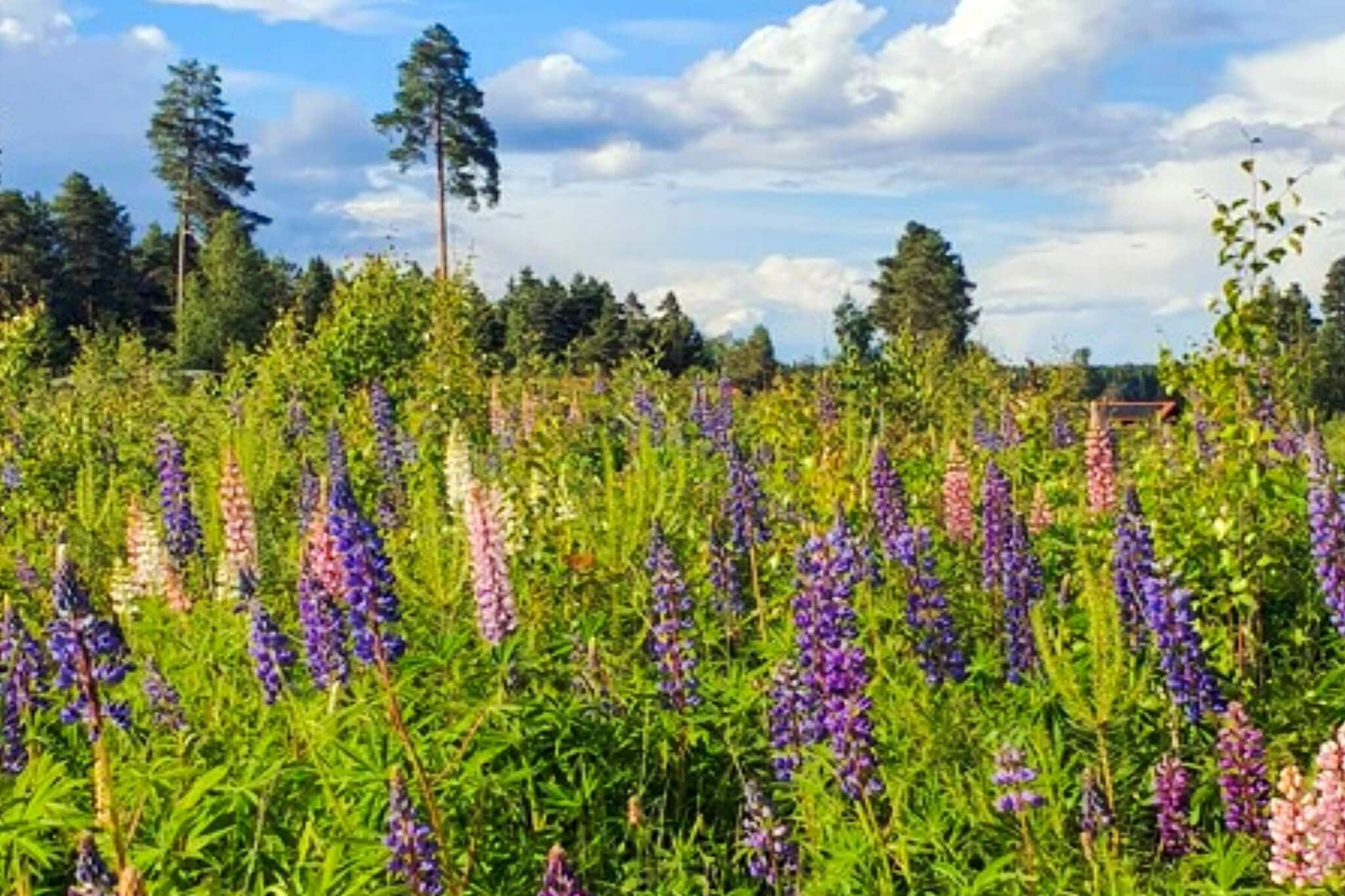 5 sterren vakantie huis in Sollerön