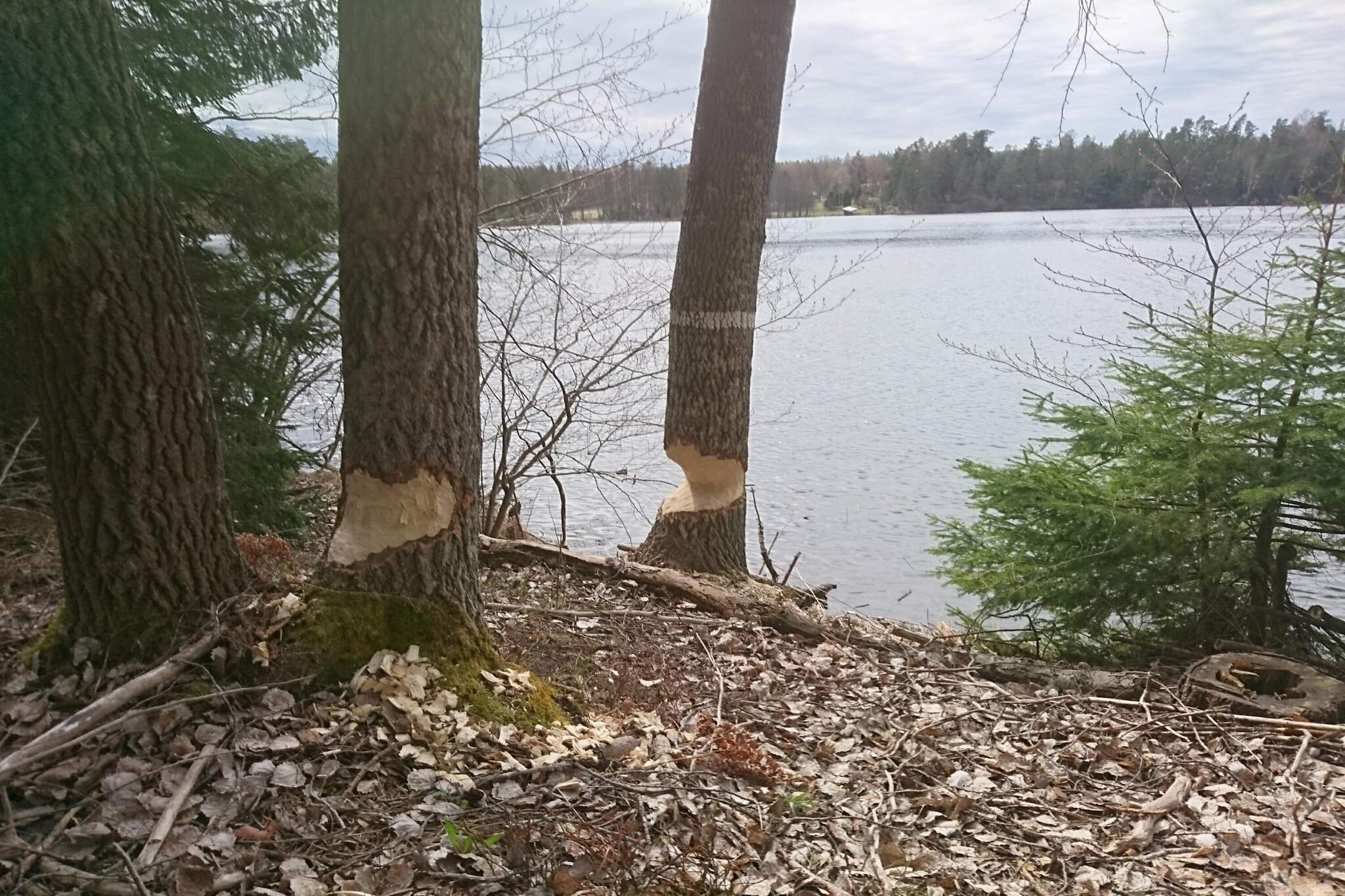 Annex: (single bed, single folding bed, double folding bed, shower)\n\nKitchen(cooker(electric), microwave, fridge-freezer), Living/bed room, bedroom(double bed), bedroom(single bed), sauna(indoor, 5 persons), balcony, heating(electric), terrace, garden furniture, garden furniture, air to air heatpump