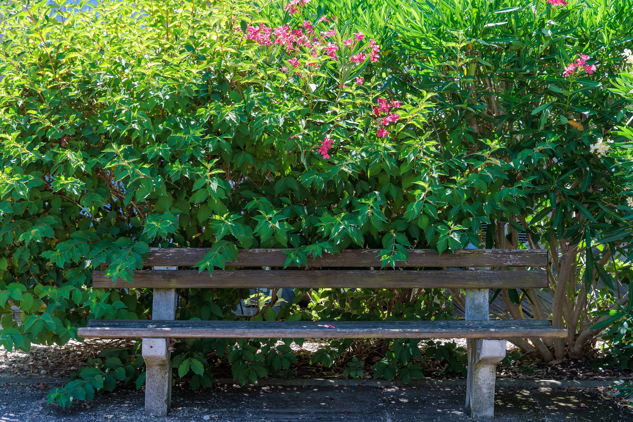 Garden Summer