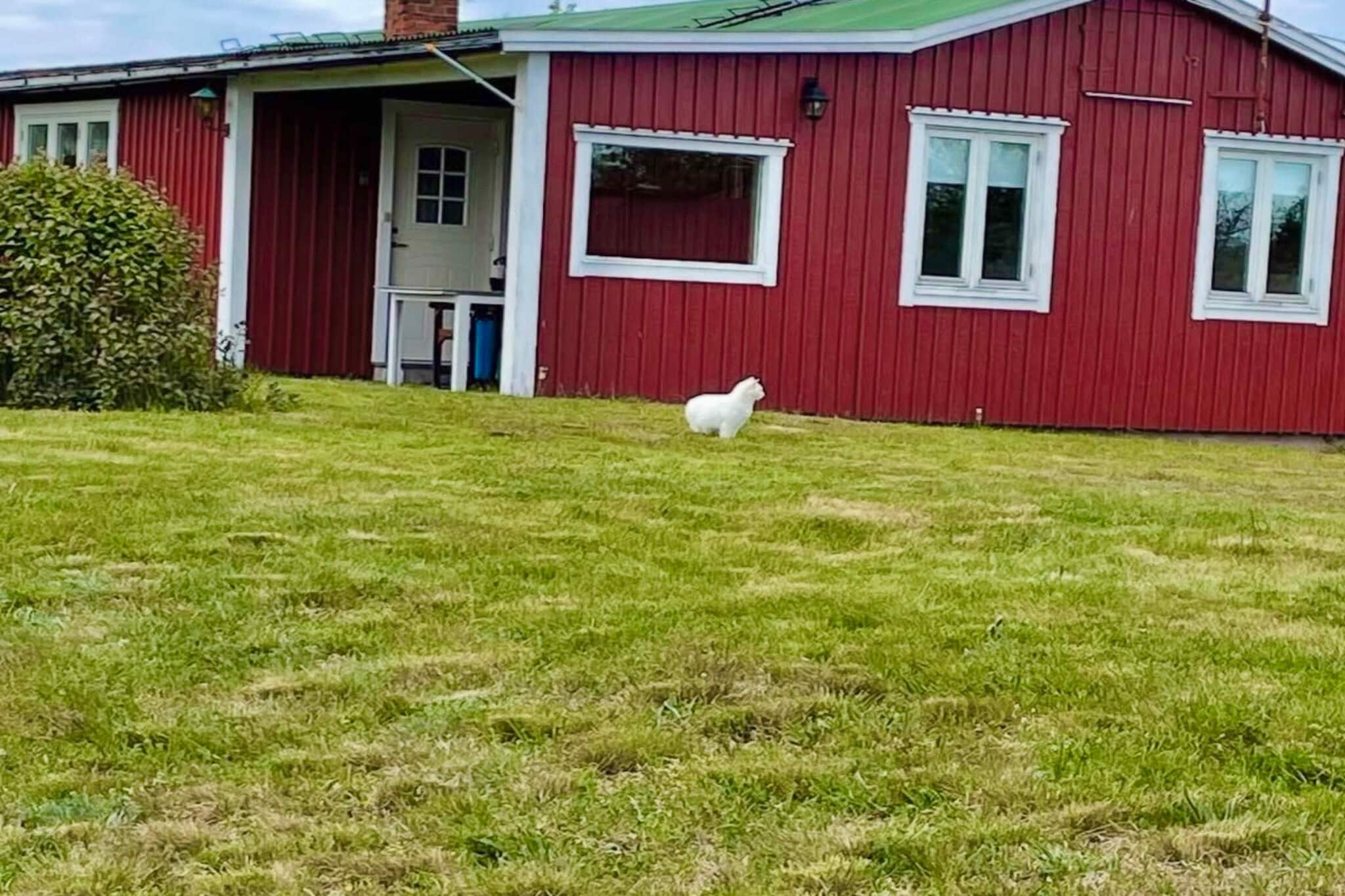 4 Personen vakantie huis in BORGHOLM - Buitenlucht