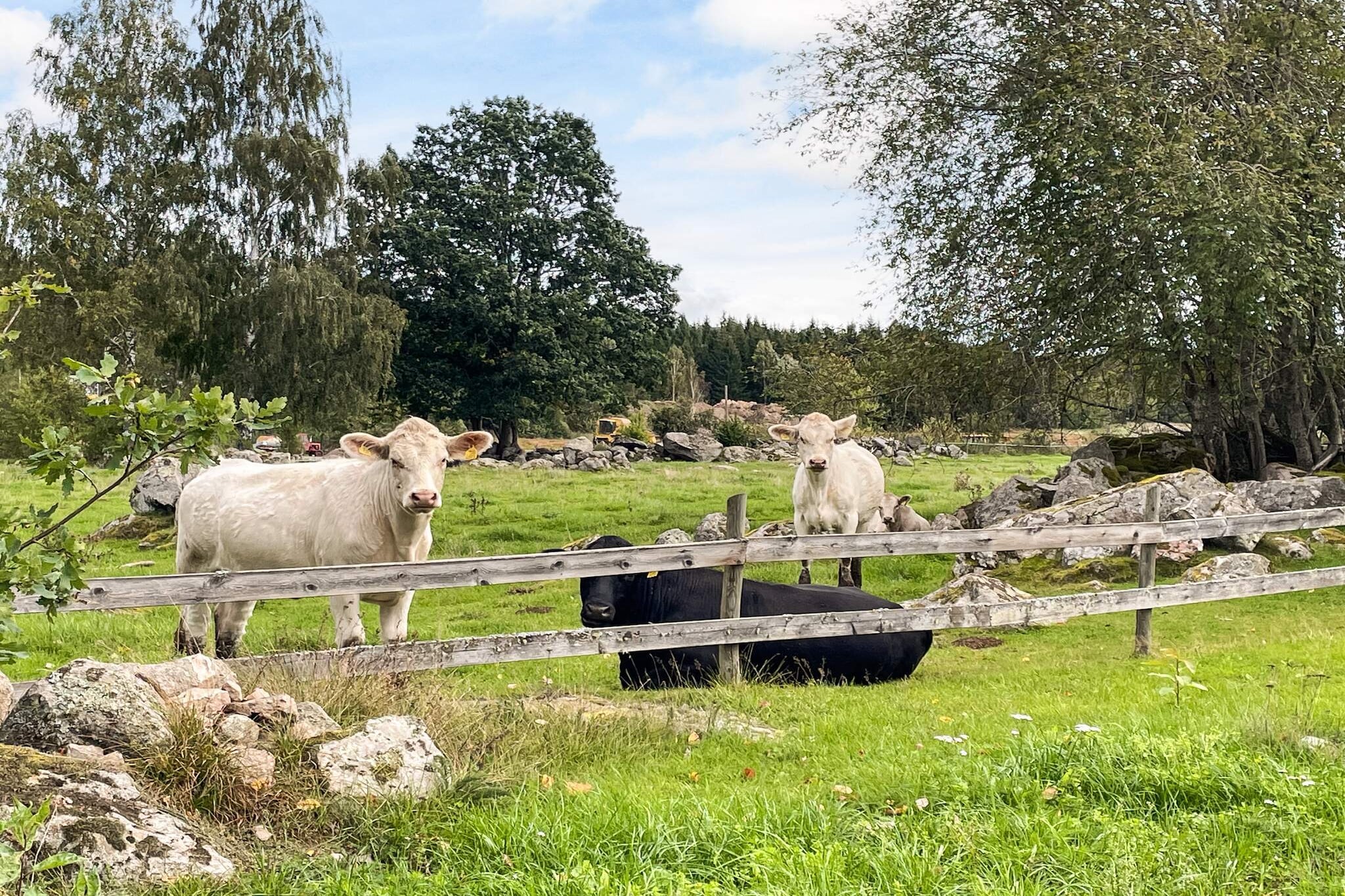 4 Personen vakantie huis in Mörlunda - Buitenlucht
