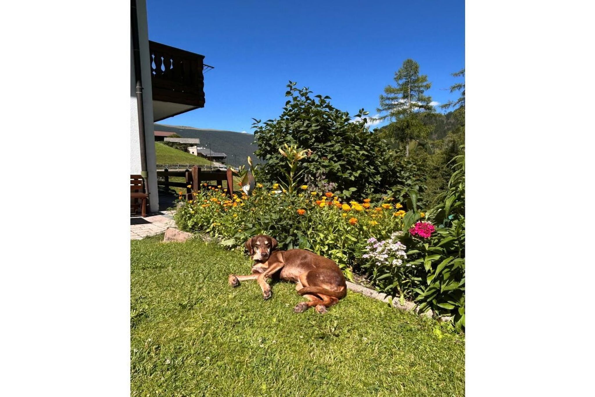636851 - Garten Sommer