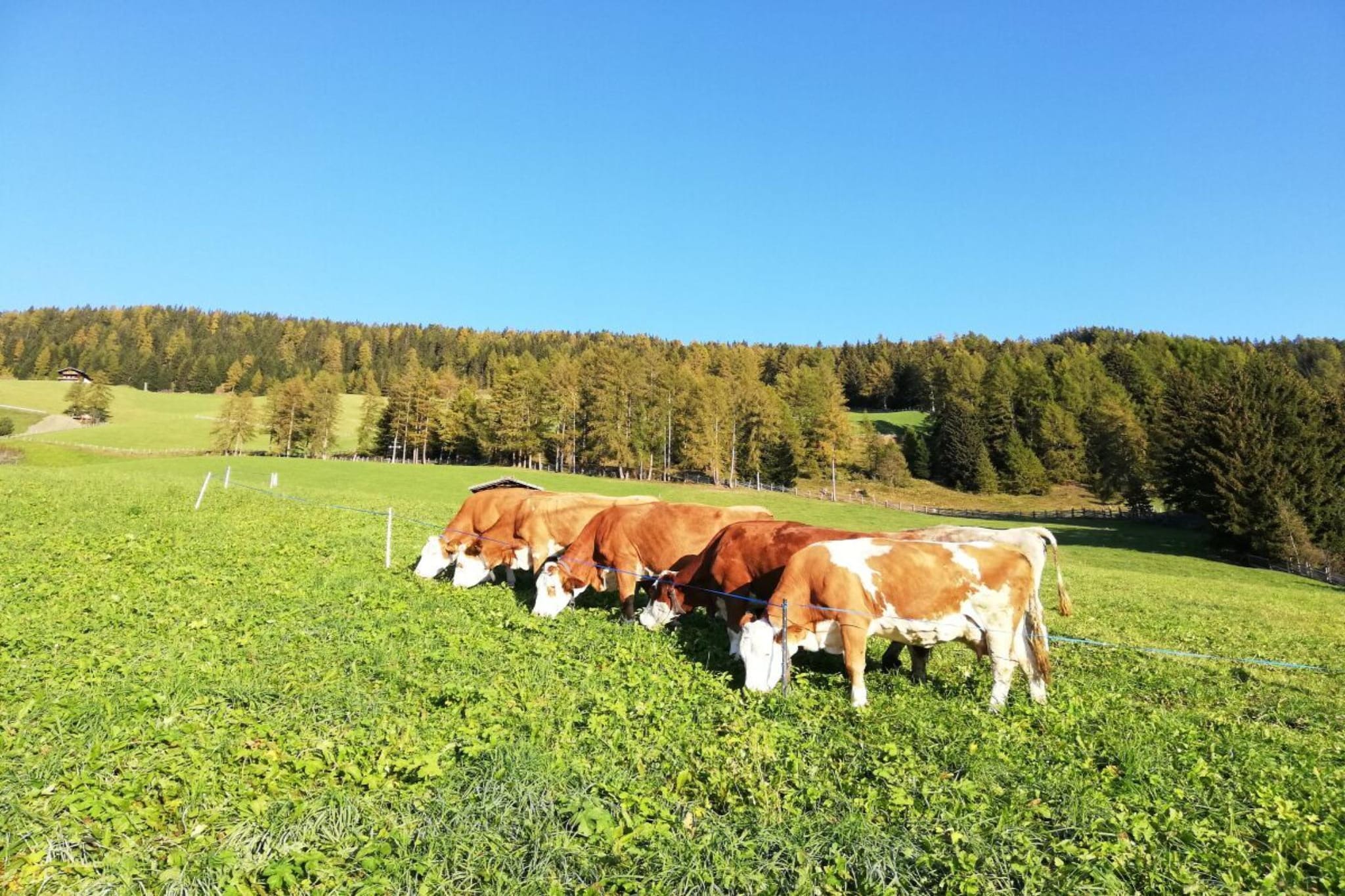 40379 - Gebiete Sommer 5 km
