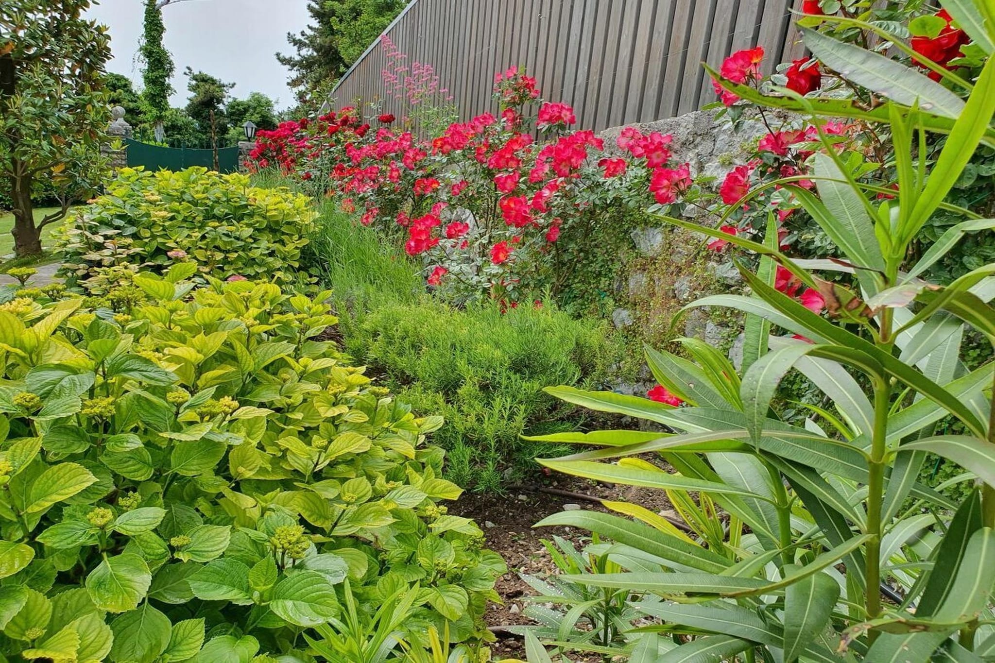 285536 - Garten Sommer
