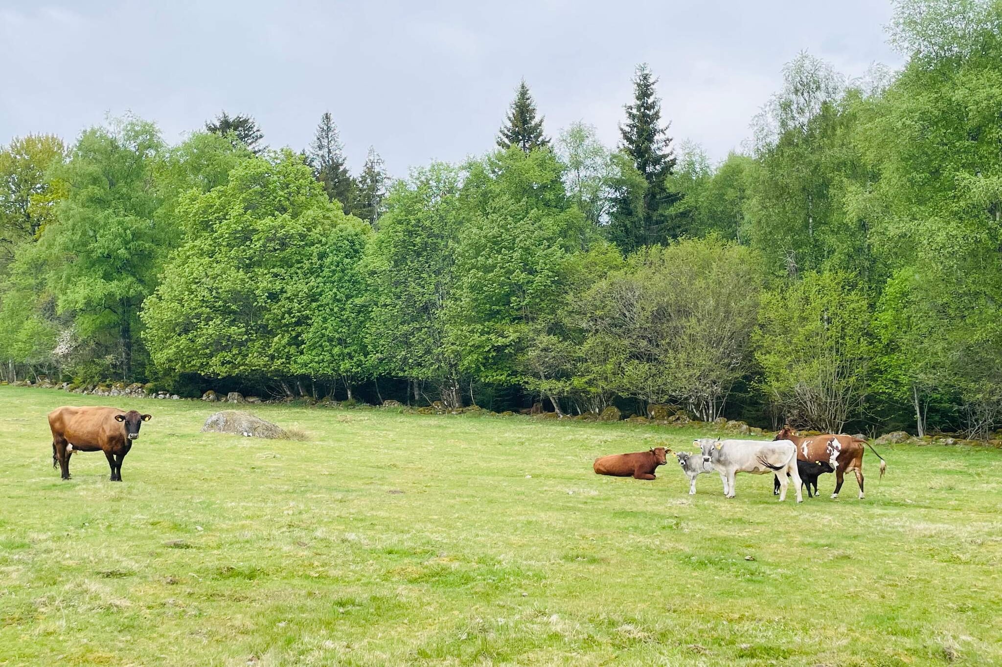 Maison de vacances pour 6 a ÄLMHULT