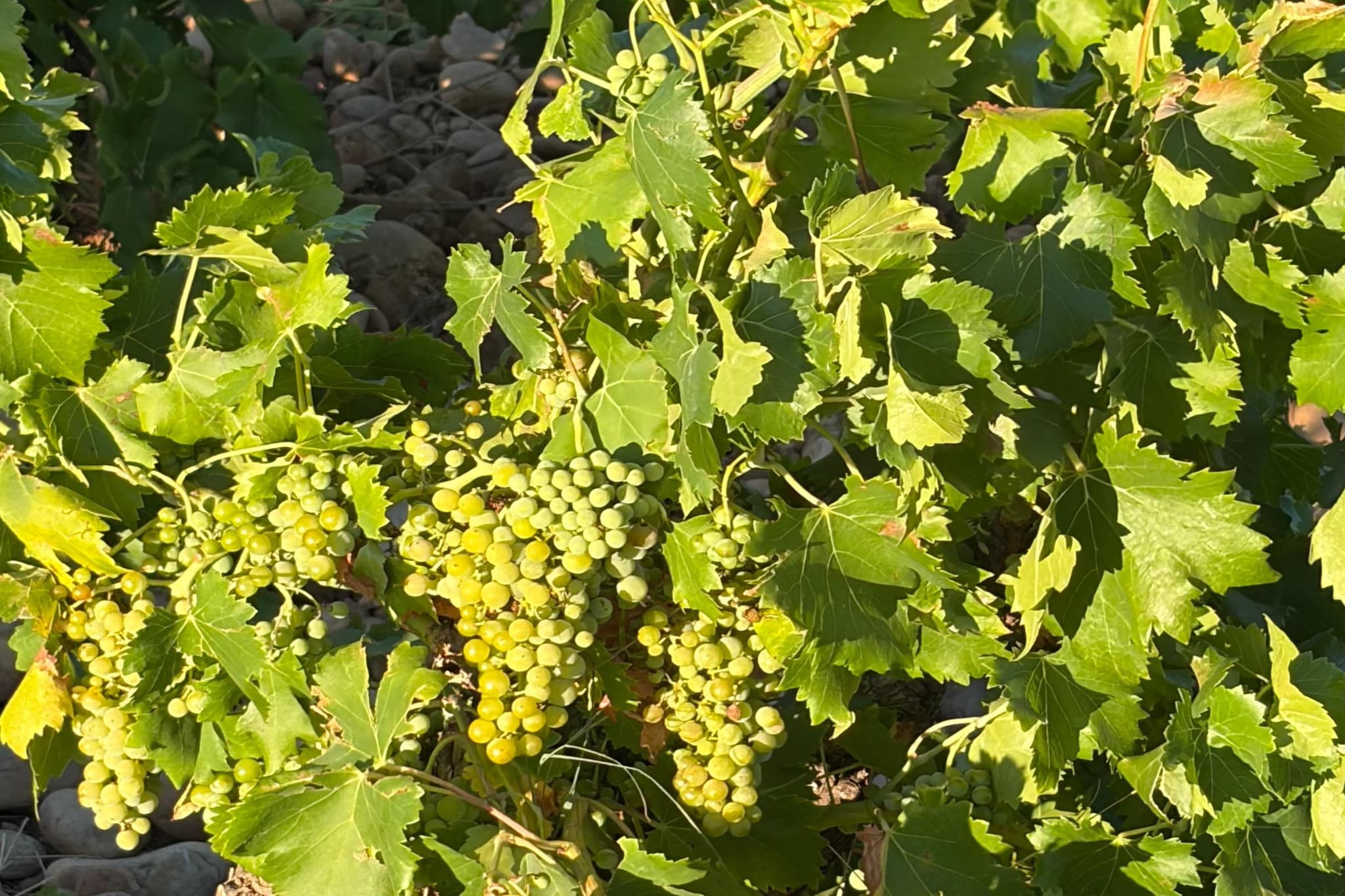 Sorgue 9-4 - Garten Sommer