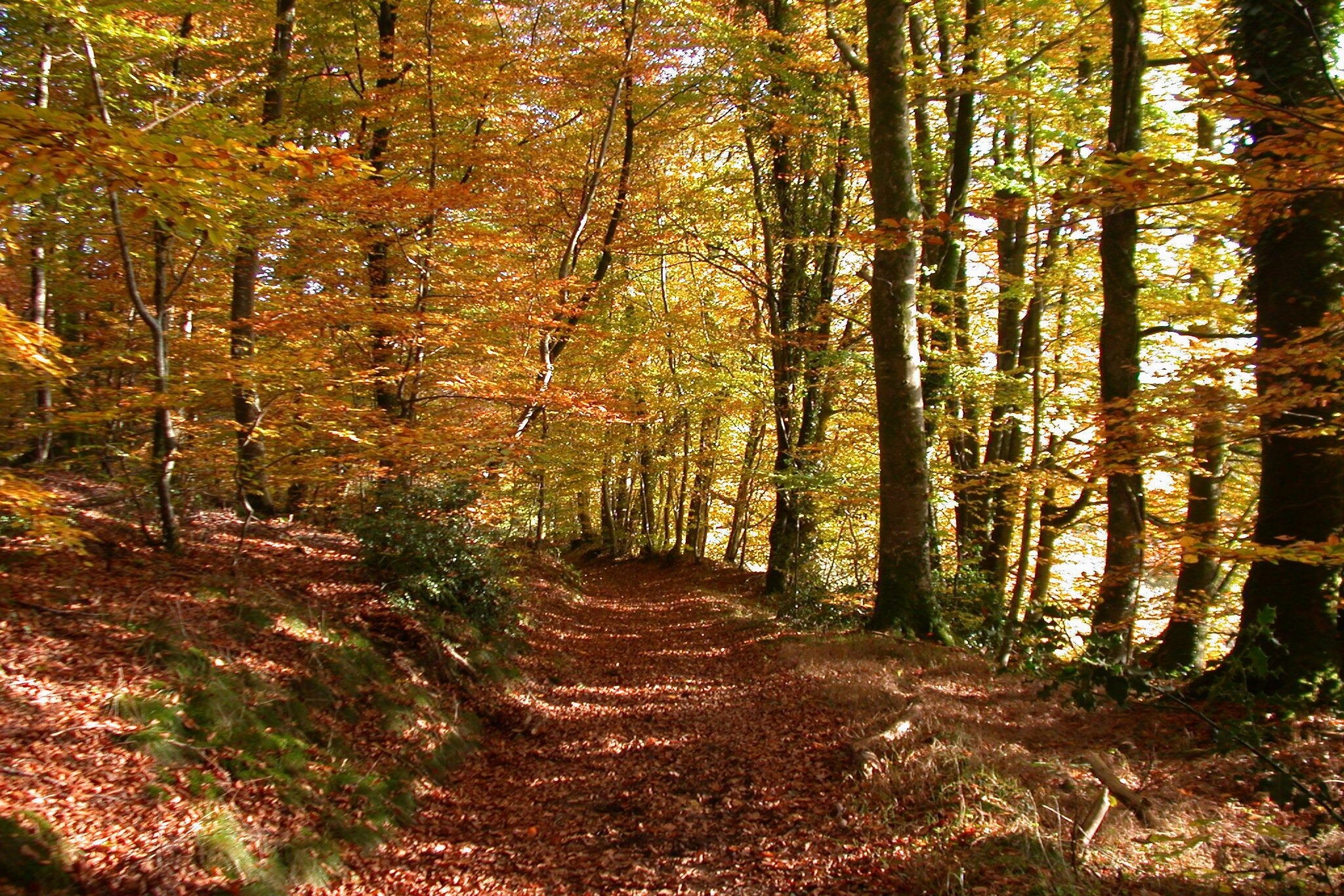 B'O Cottage STUDIO BOULEAU VUE VALLEE - Gebieden zomer 5km