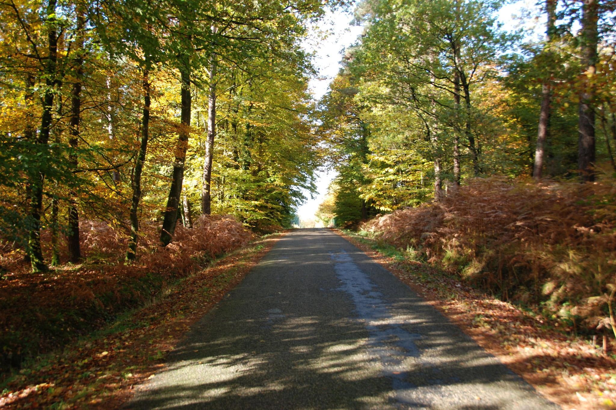 B'O Cottage SUITE 2P DOUGLAS VUE FORET - Gebieden zomer 5km