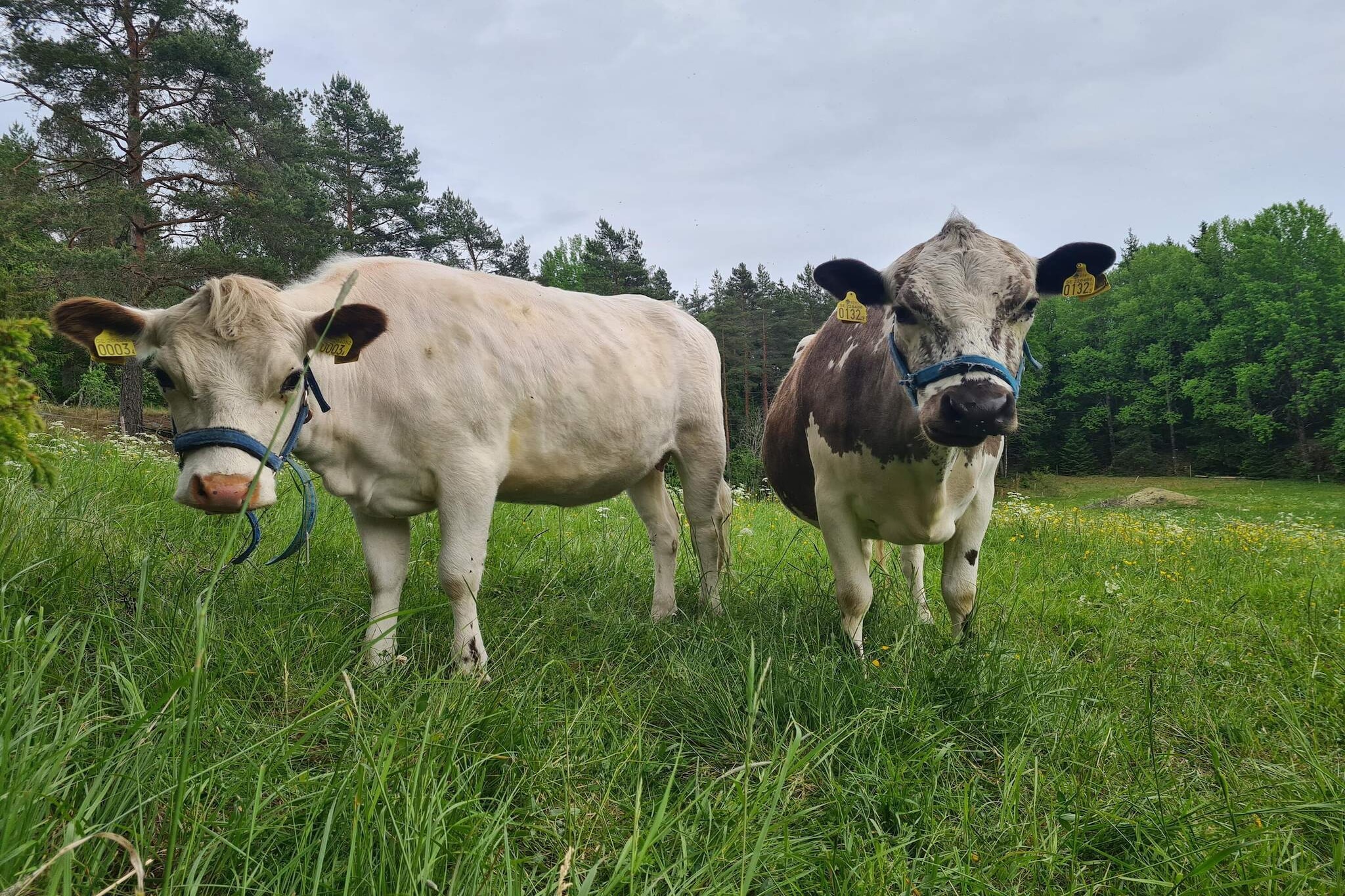 5 Personen vakantie huis in Mellösa - Buitenlucht