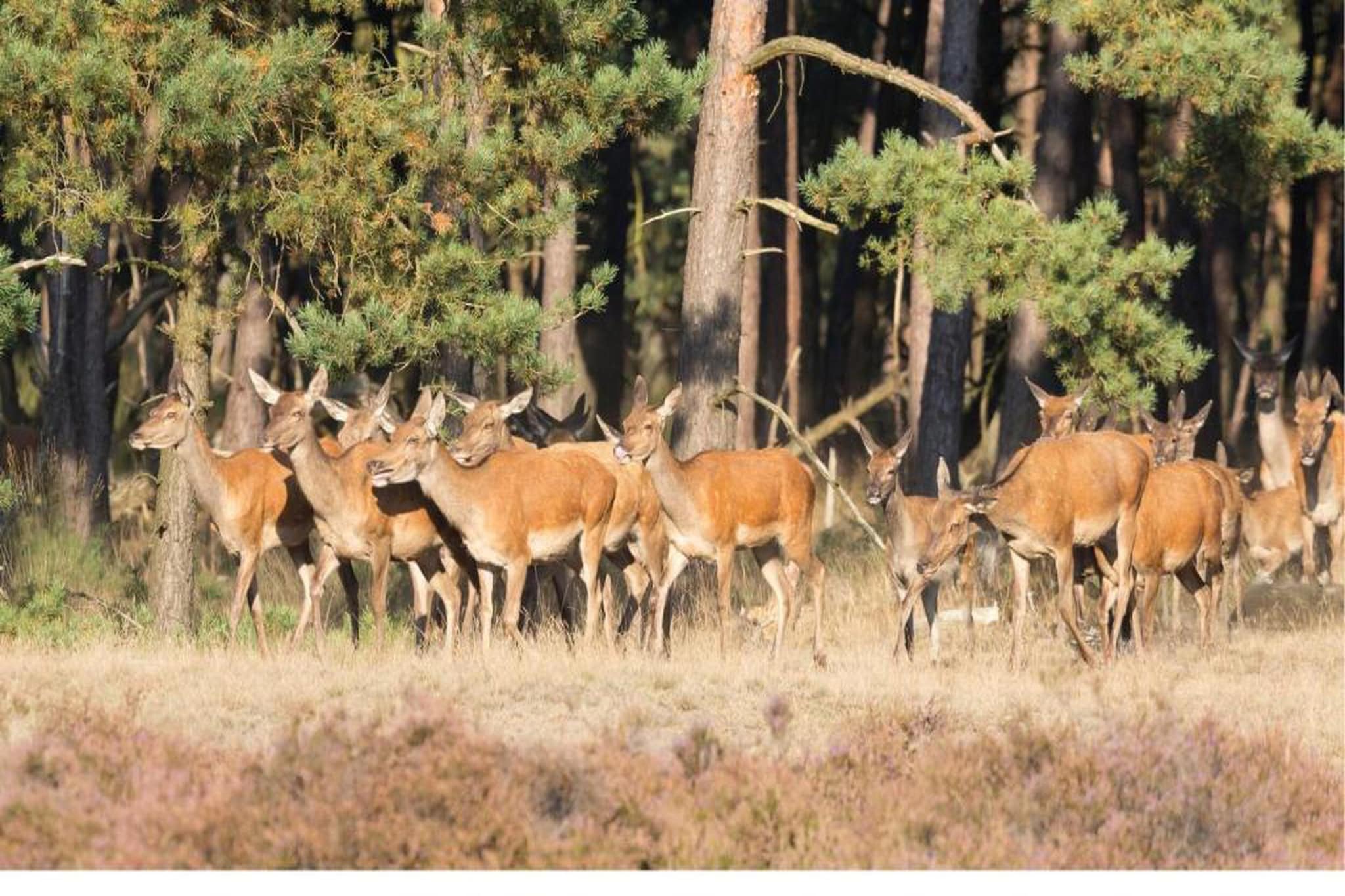 Bospark de Schaapskooi 8-Areas summer 20km