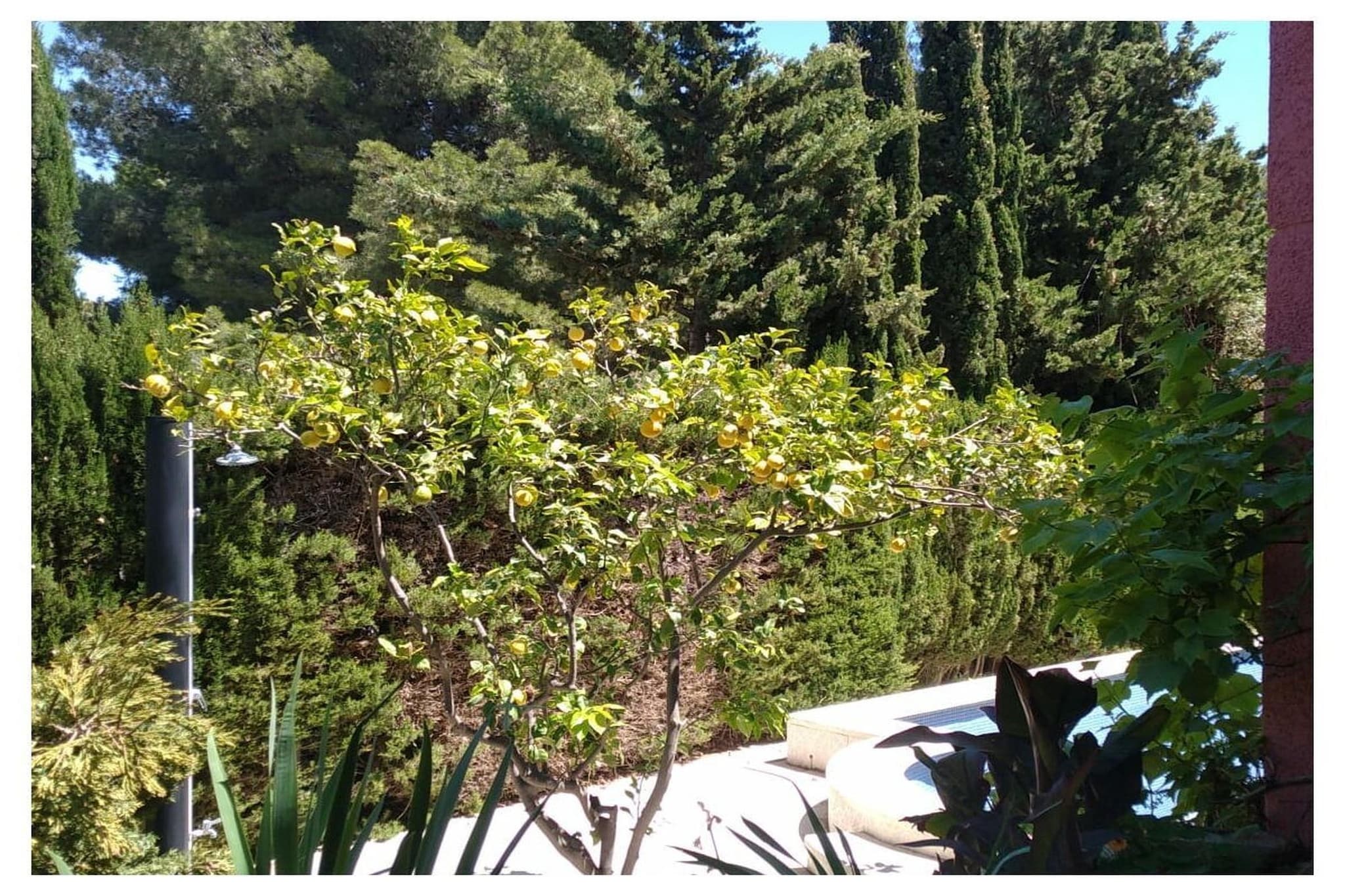 50006 - Gardens in summer