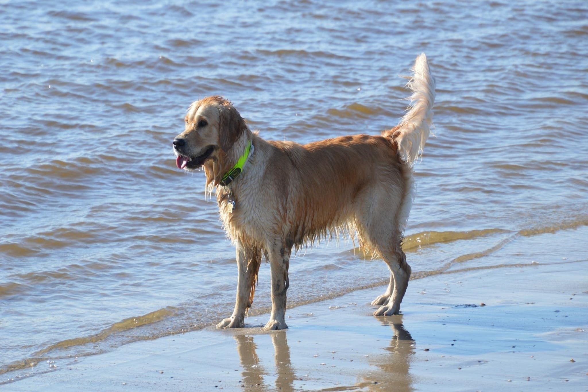 6-Person Dunelodge Pets Allowed - Gebiete Sommer 5 km