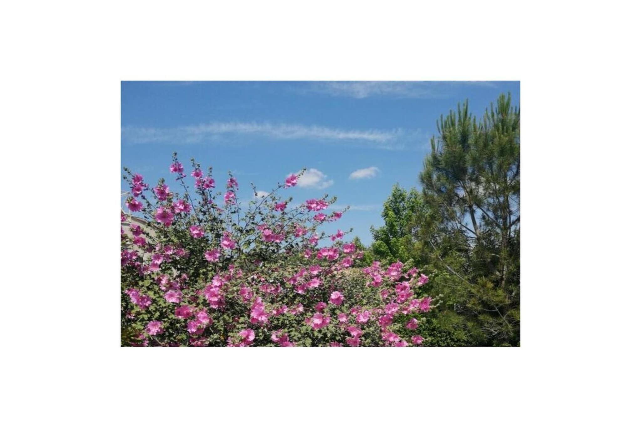 743419 - Tuinen zomer