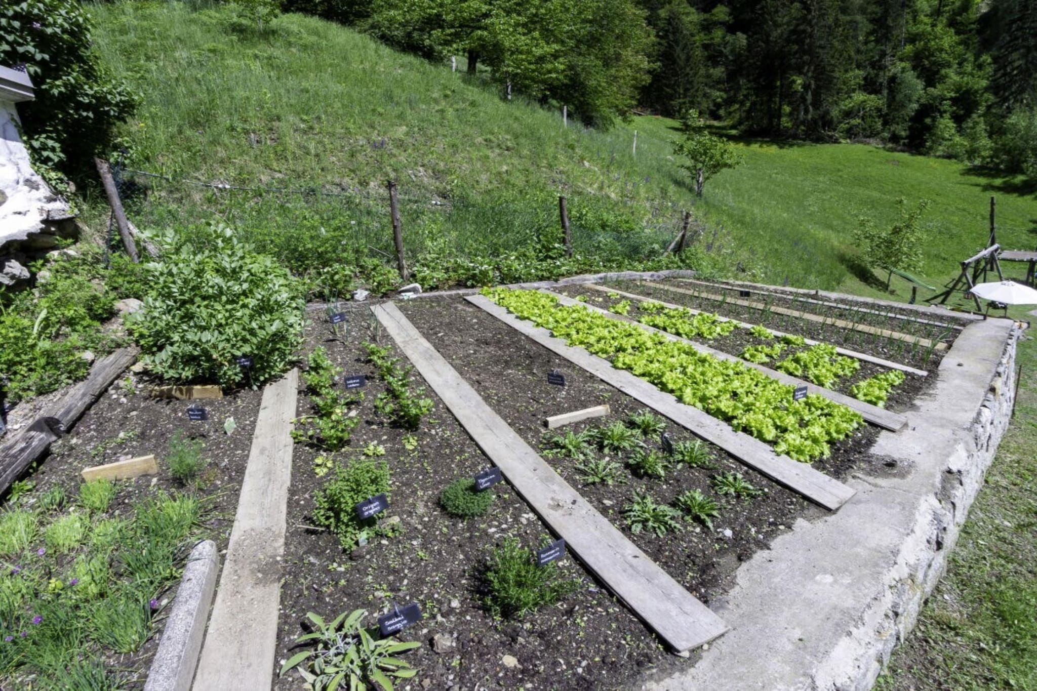 134804 - Garten Sommer