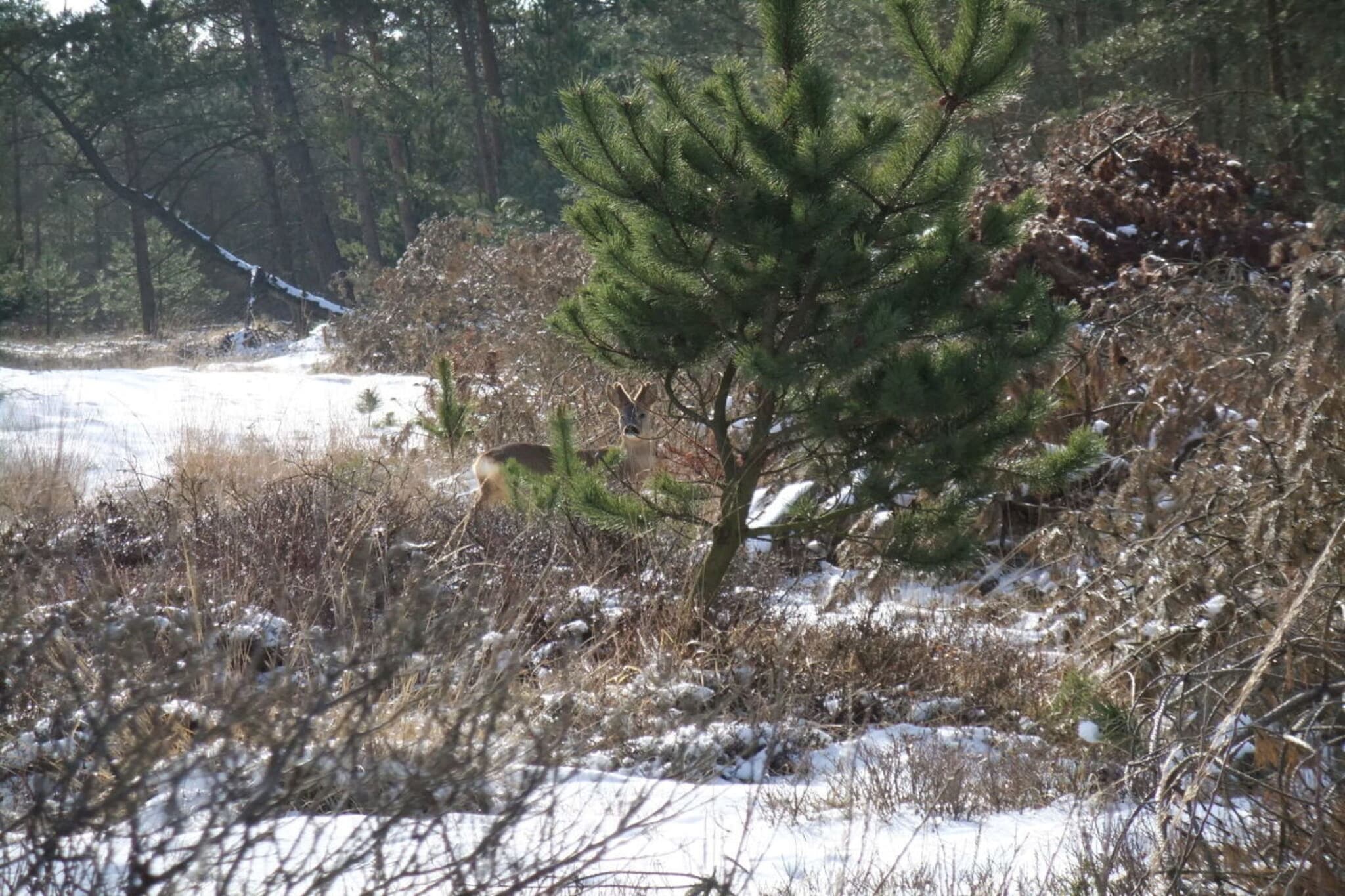 45459 - Gebied winter 5km