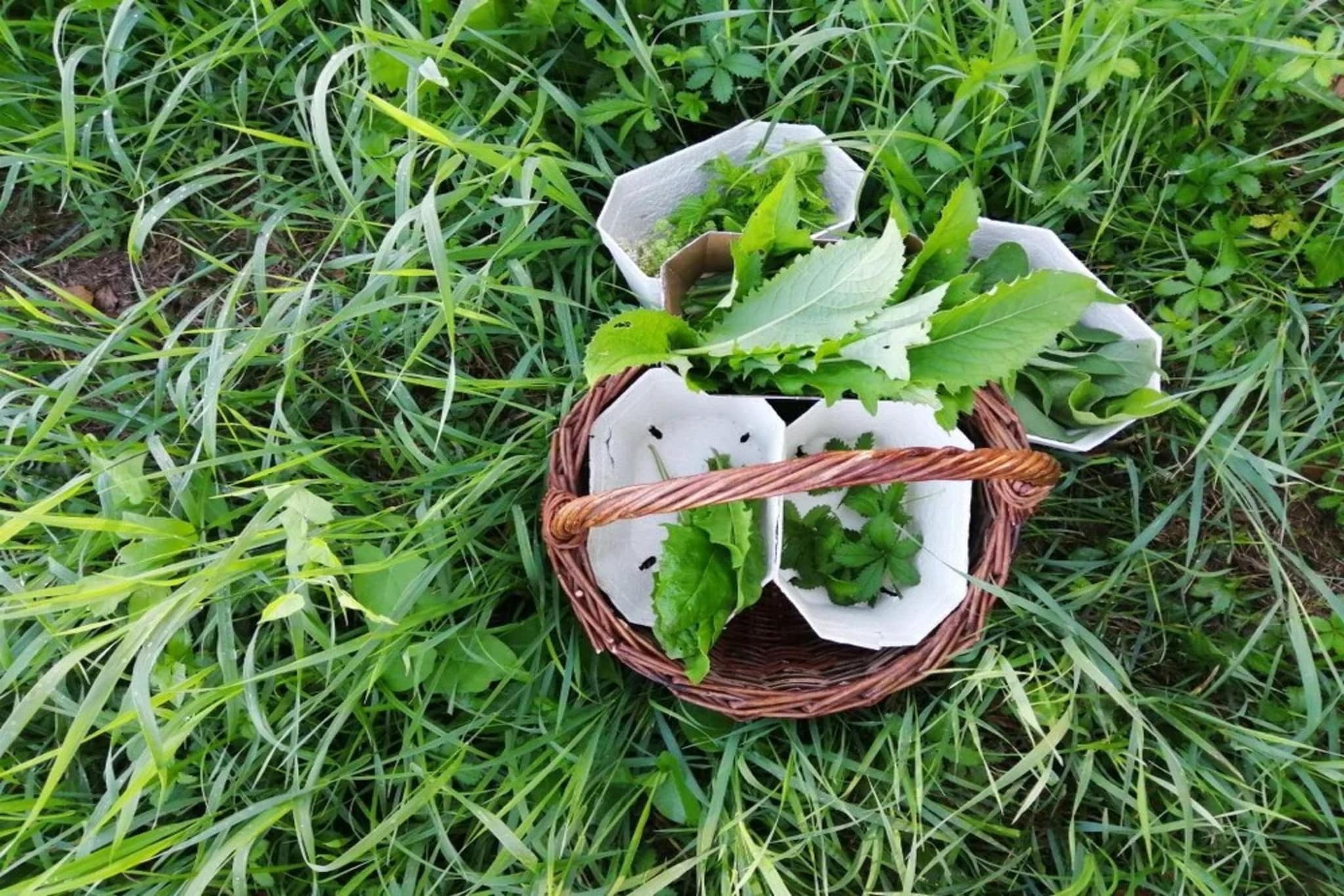 Blütenstockl - Gardens in summer