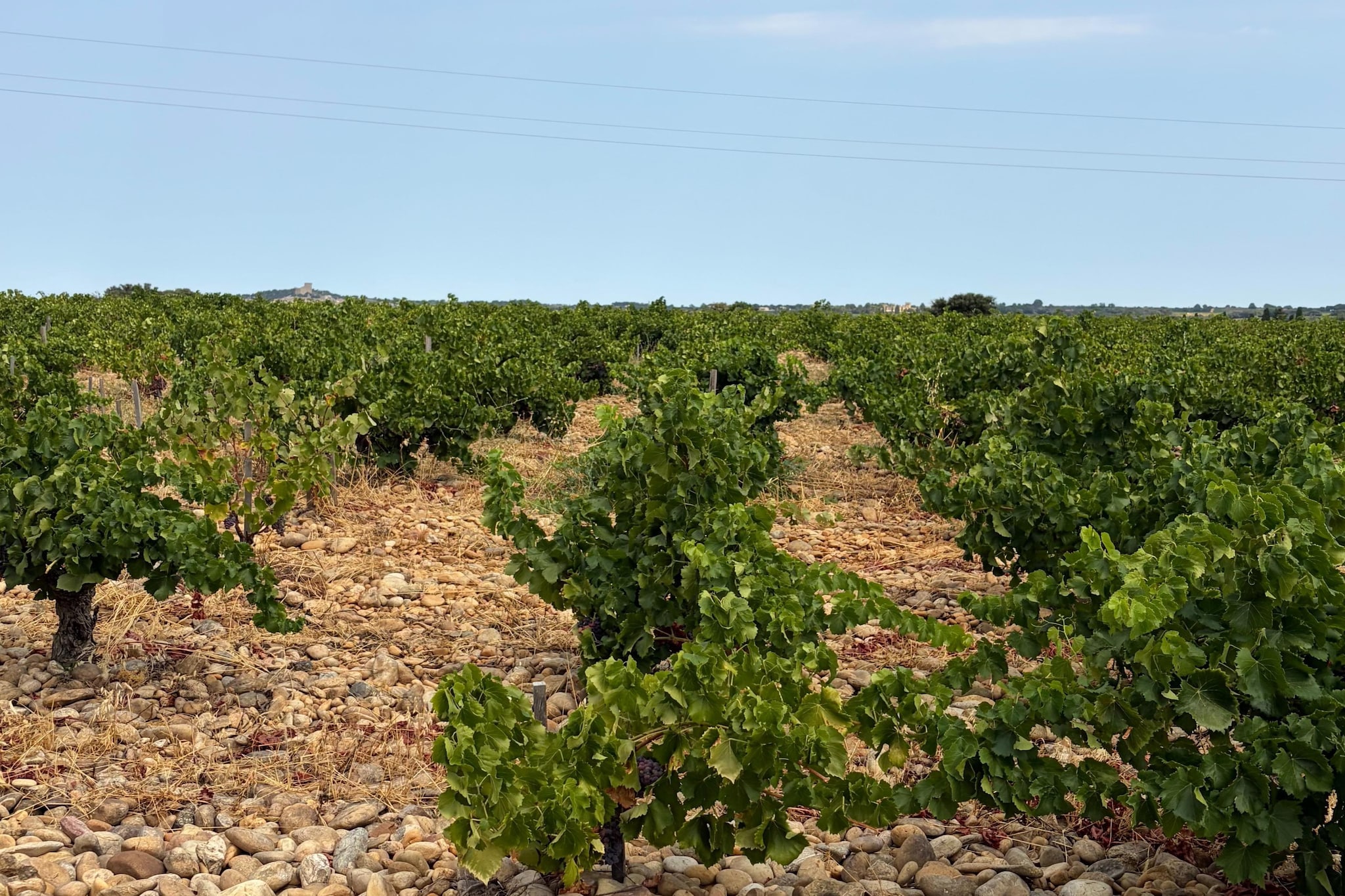 Sorgue 9 - Gebiete Sommer 1 km