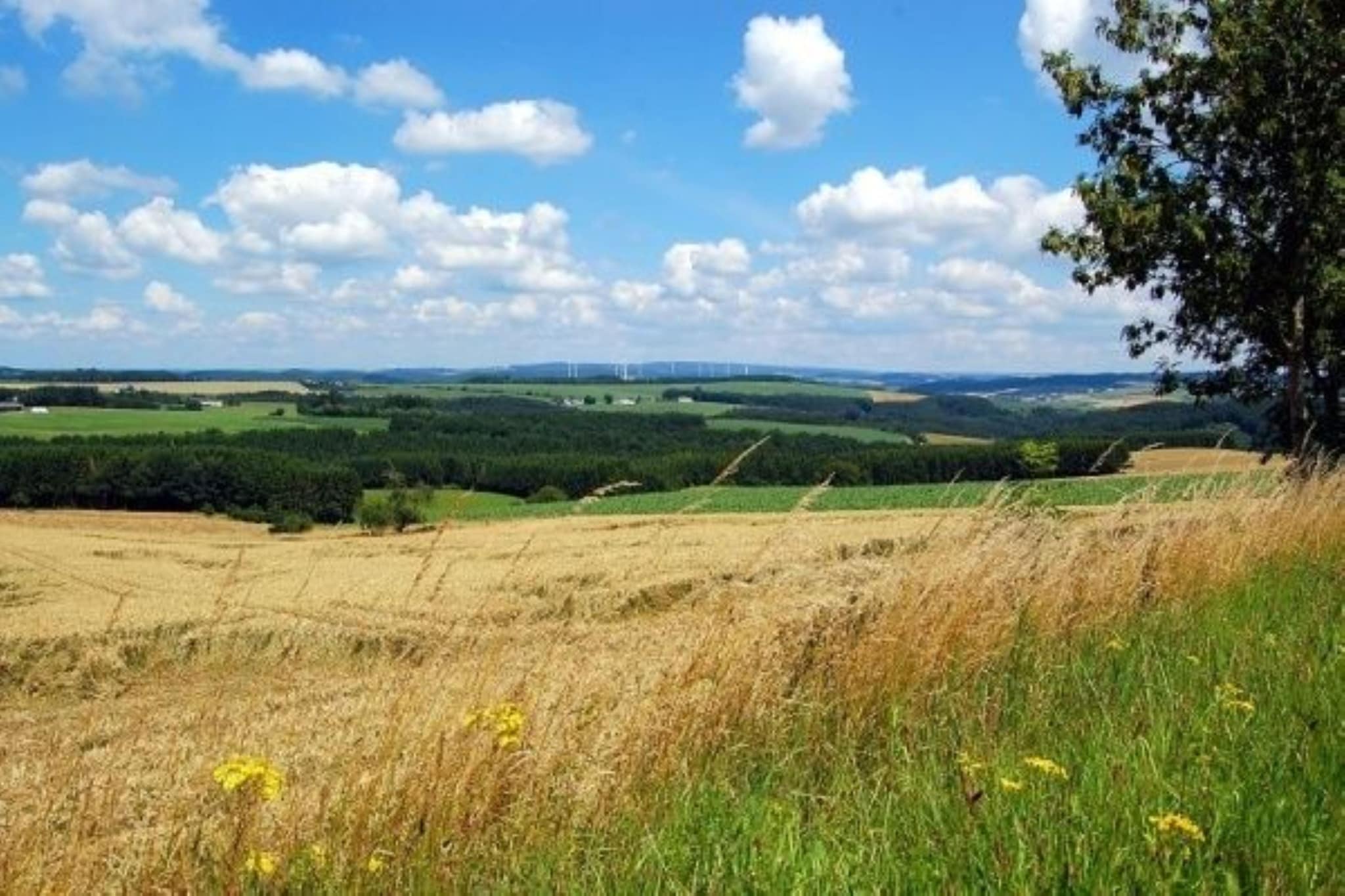 Tiny Haus Camping in Prüm - Areas within 5km in summer