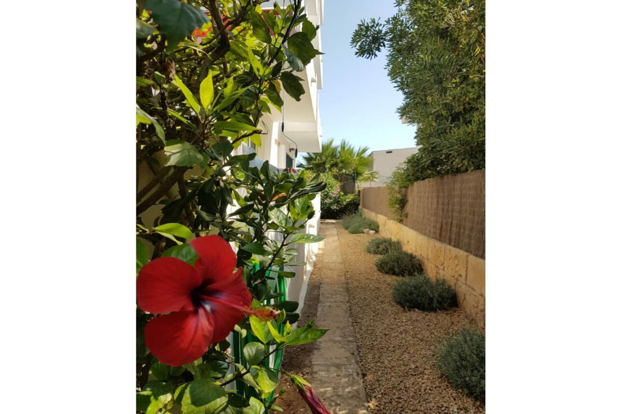 229439 - Gardens in summer