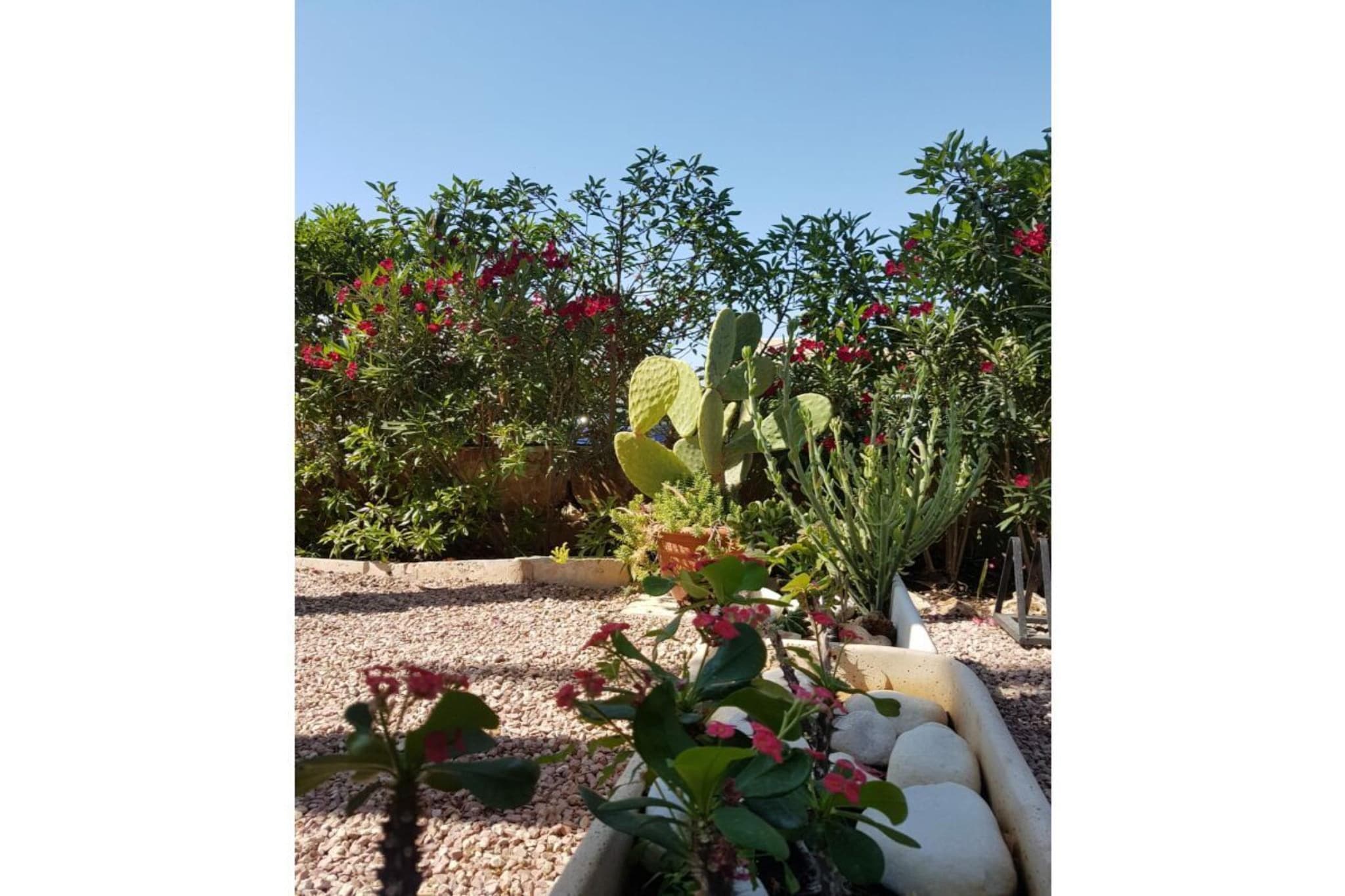 229439 - Gardens in summer