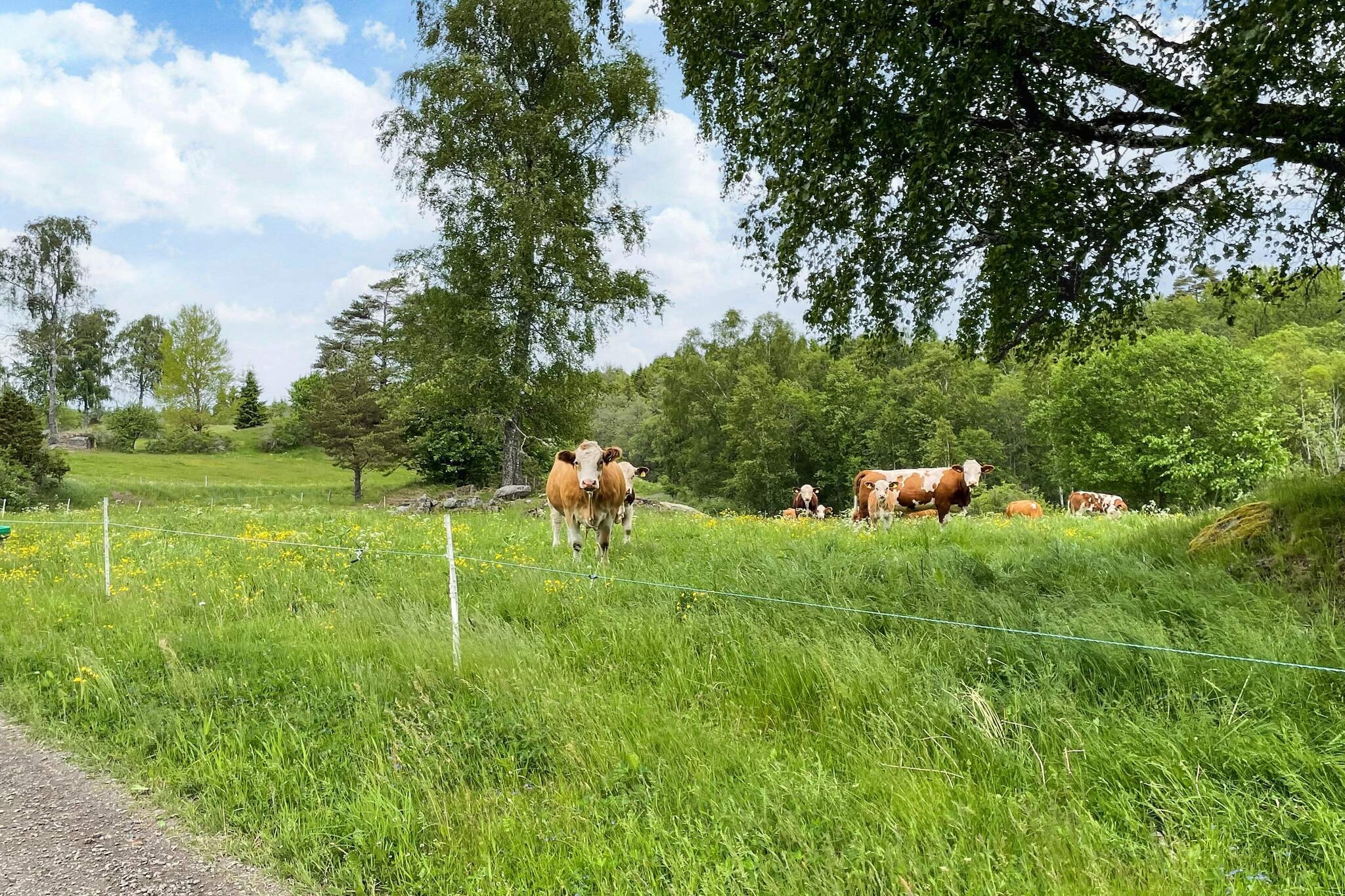 4 Personen vakantie huis in ANEBY - Niet-getagd