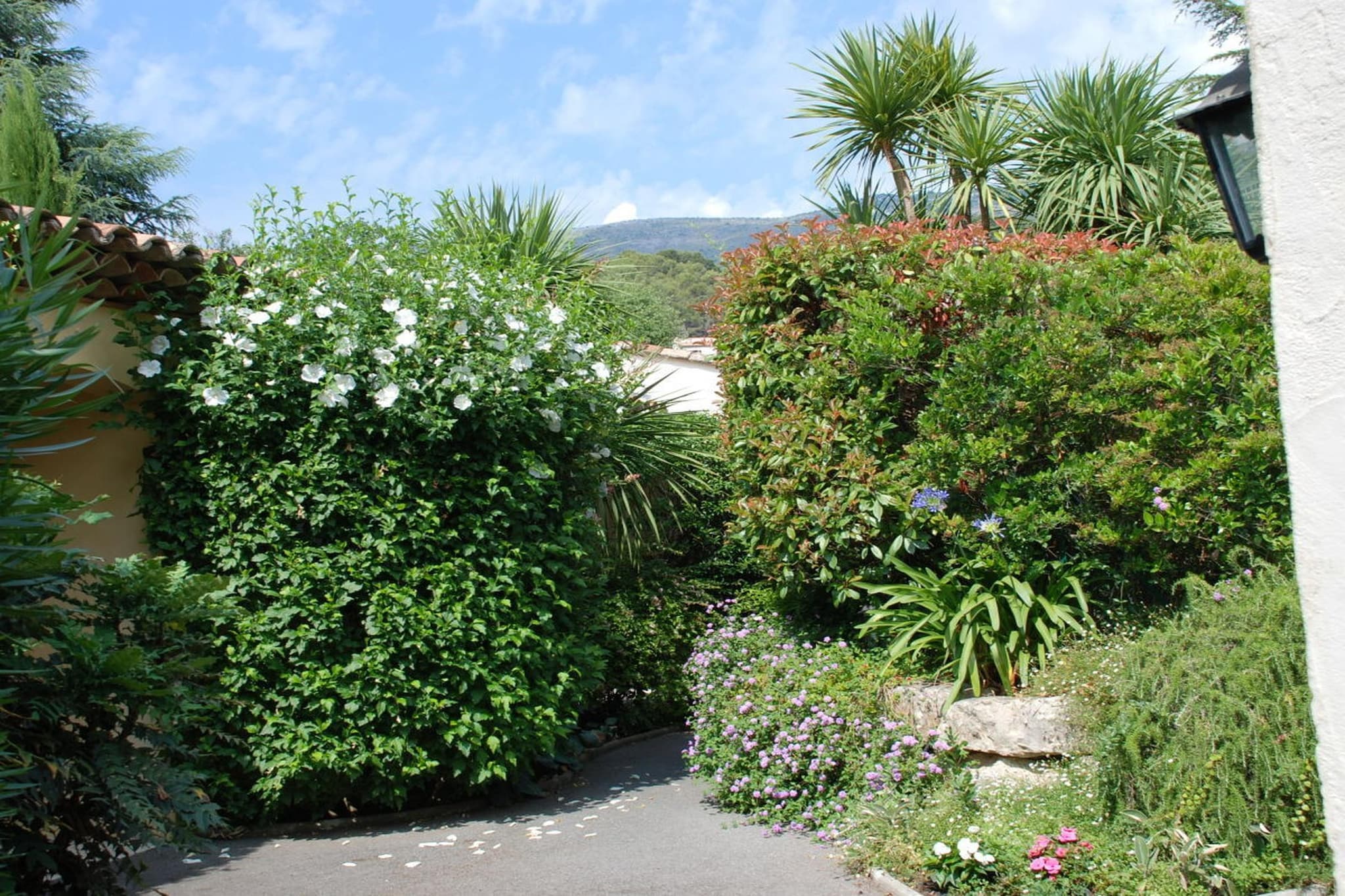 2346 - Jardins en été