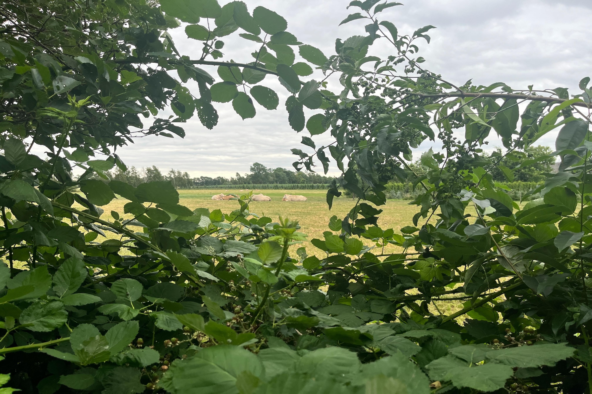 Gastenverblijf Langelshoes - Gebieden zomer 1km