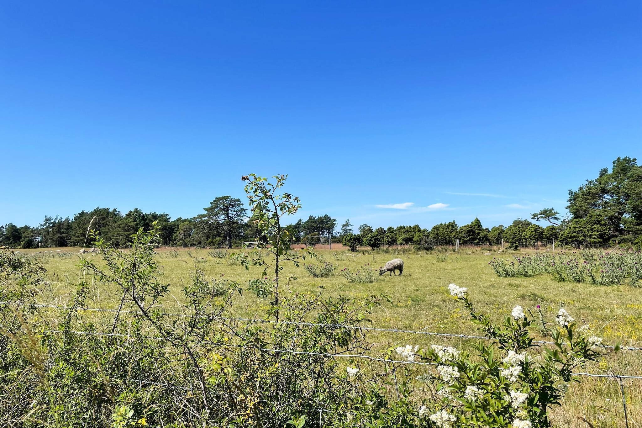 4 etoiles maison de vacances a Fårö - Extérieur