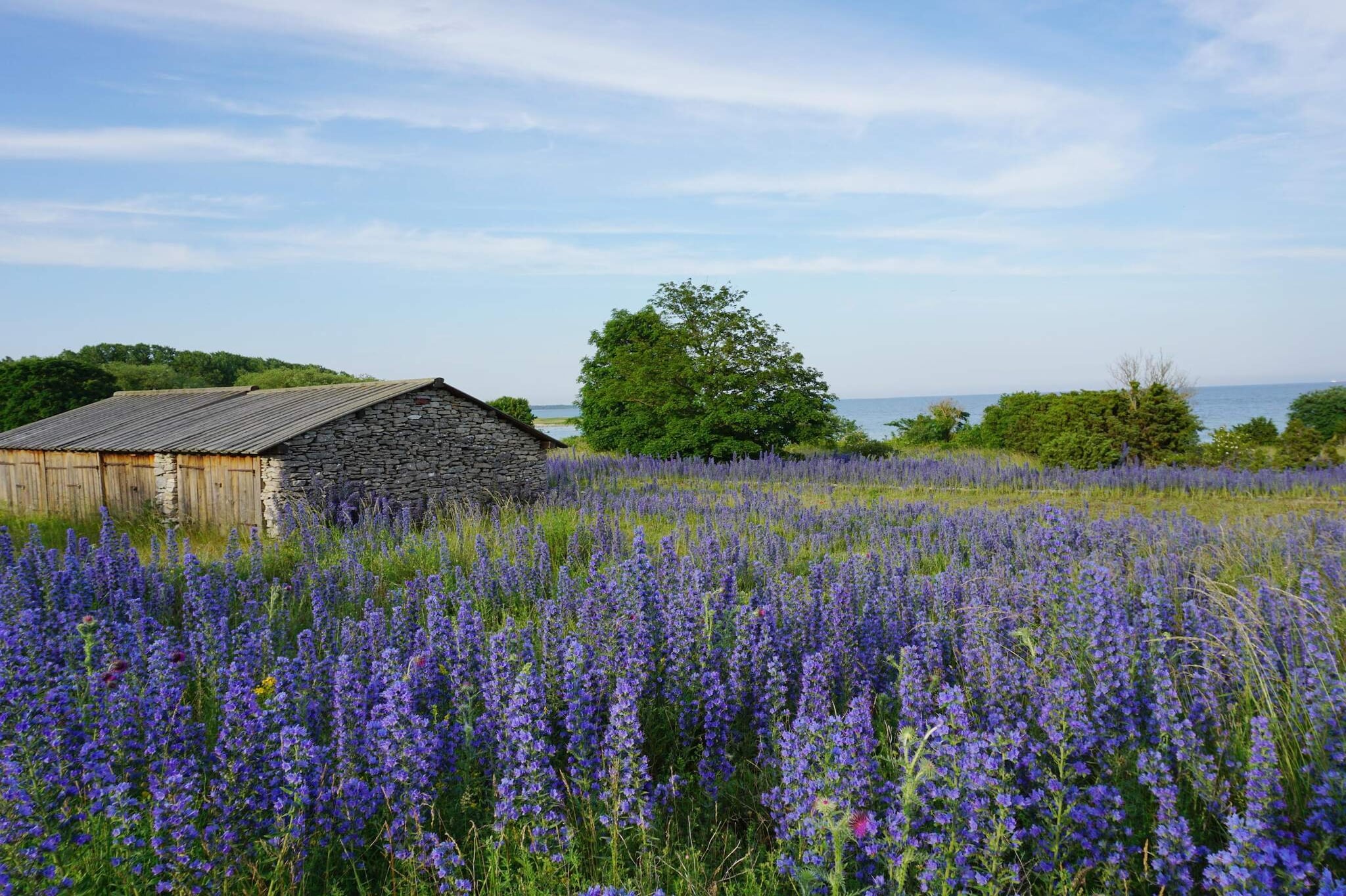 4 etoiles maison de vacances a Fårö - Non tagué