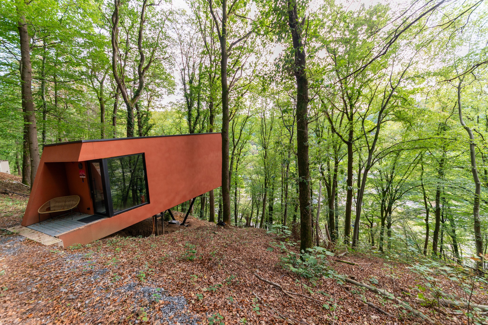Séneçon des Bois 8