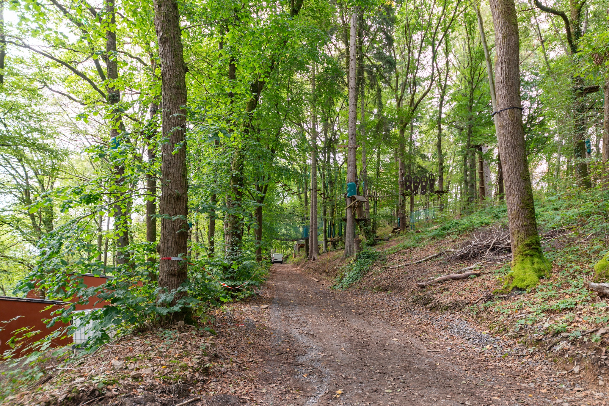 Séneçon des Bois 8