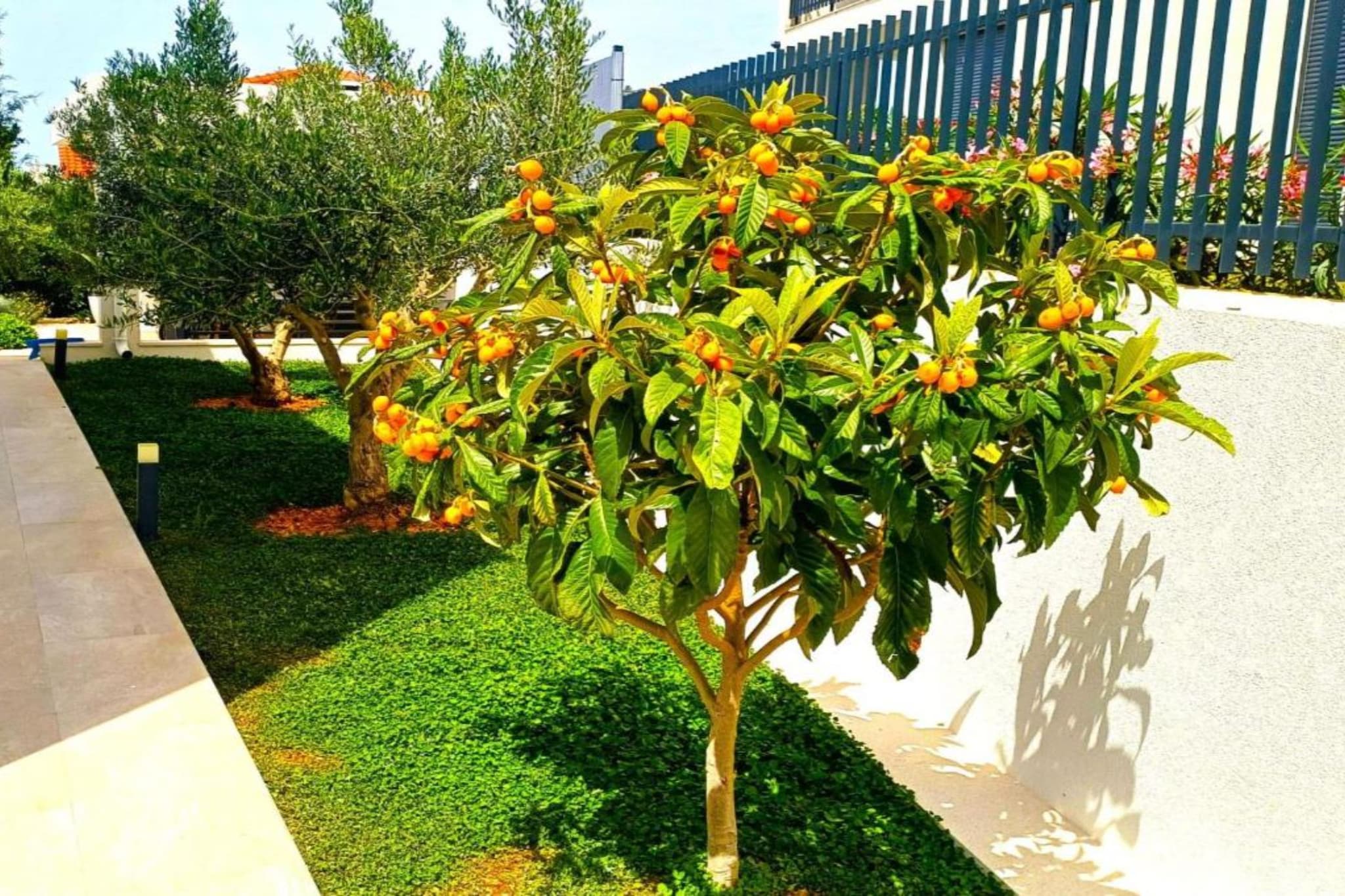 Villa Dolce Vita Sevid - Jardins en été