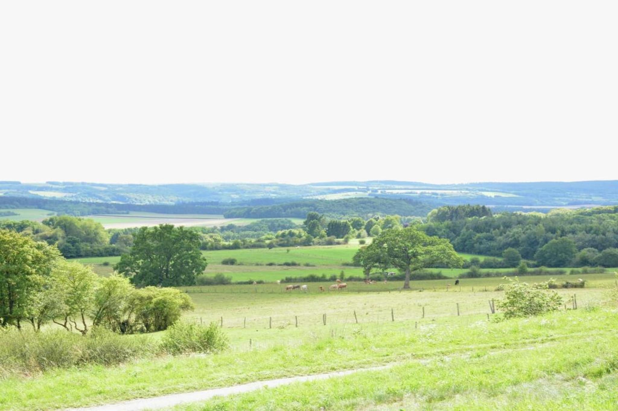 Lesternid-Areas summer 20km