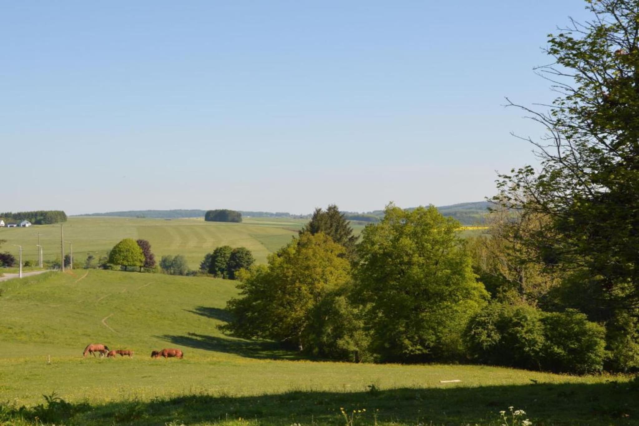 Lesternid-Areas summer 20km