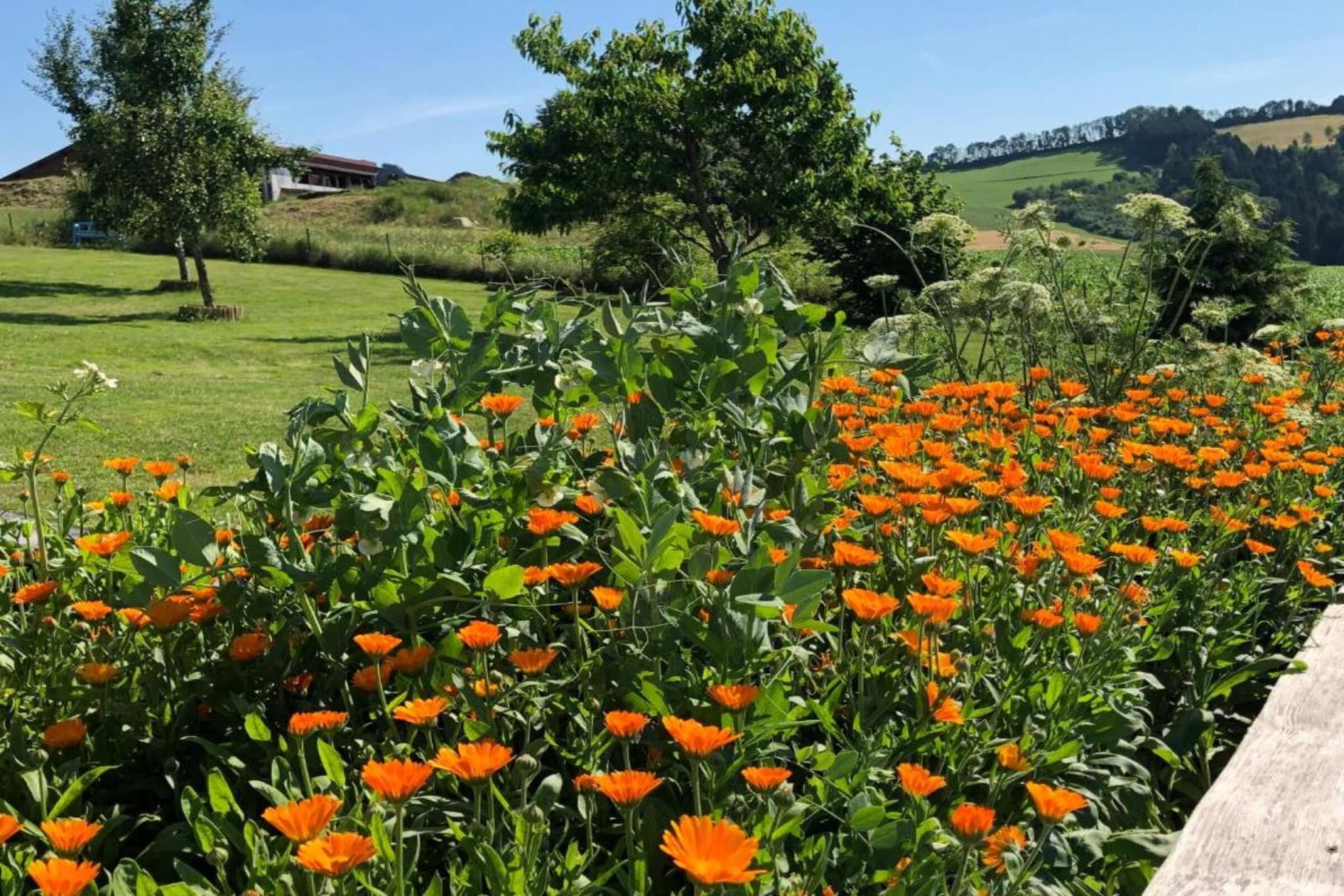 Vakantiepark Jägerwiesen 3-Gebiete Sommer 20 km