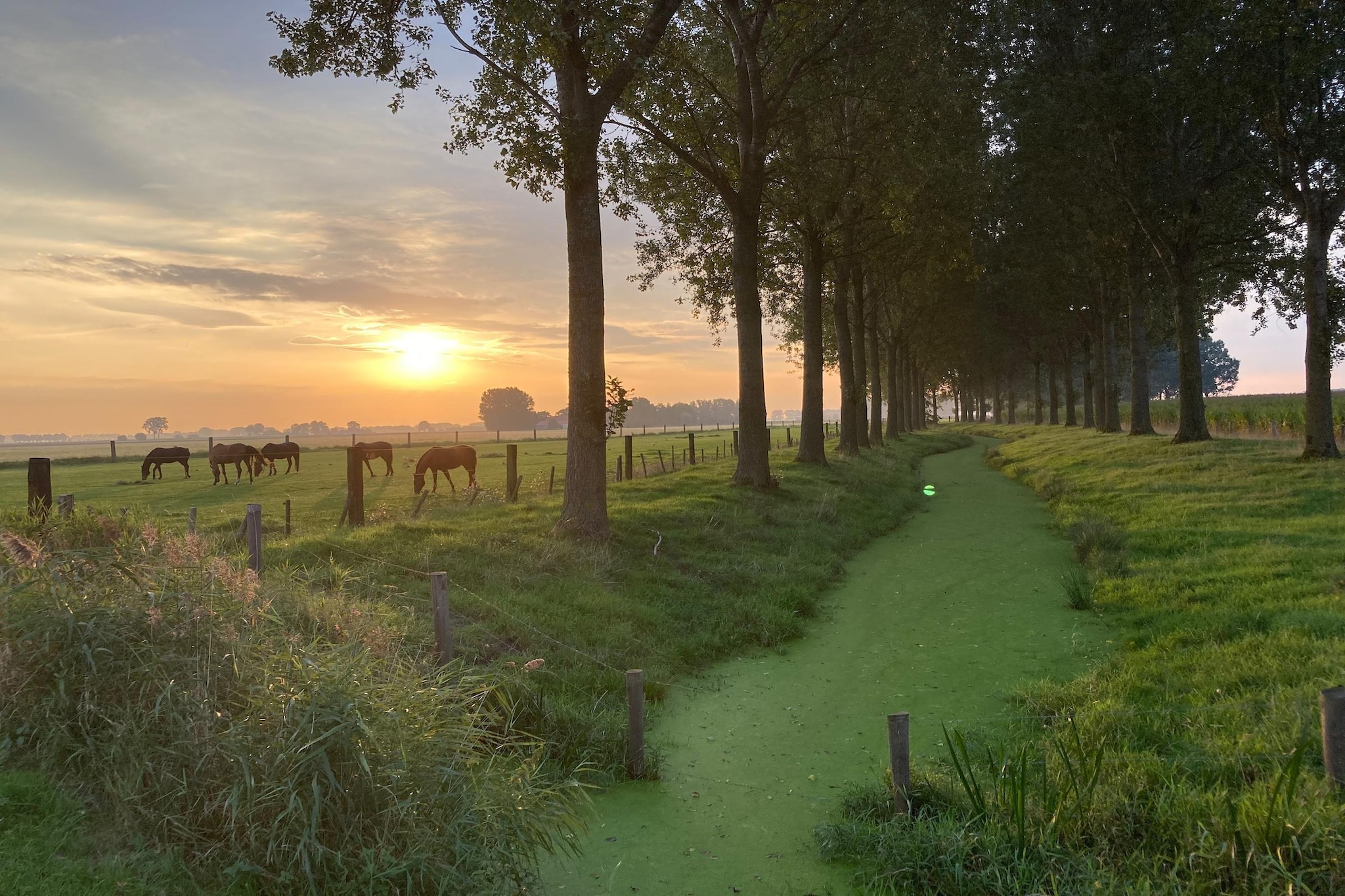 De Biezenpolder 't Groothuus - Areas within 5km in summer