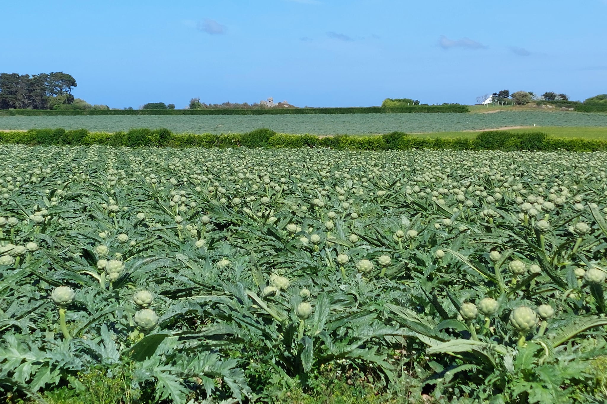 Ferienhaus in Cléder für 2 pers - Zones été à 5 km