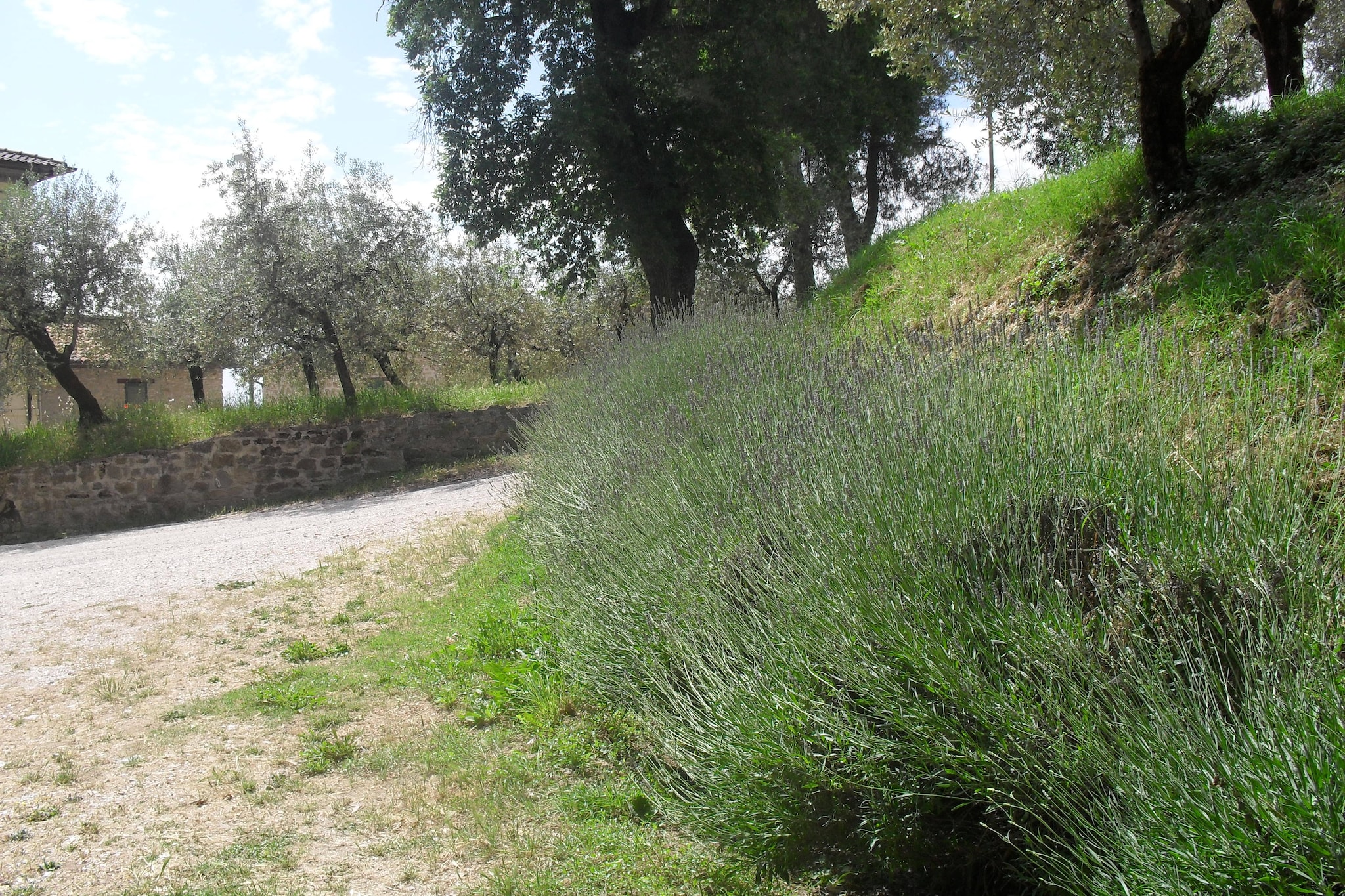 Marchese-Gardens summer