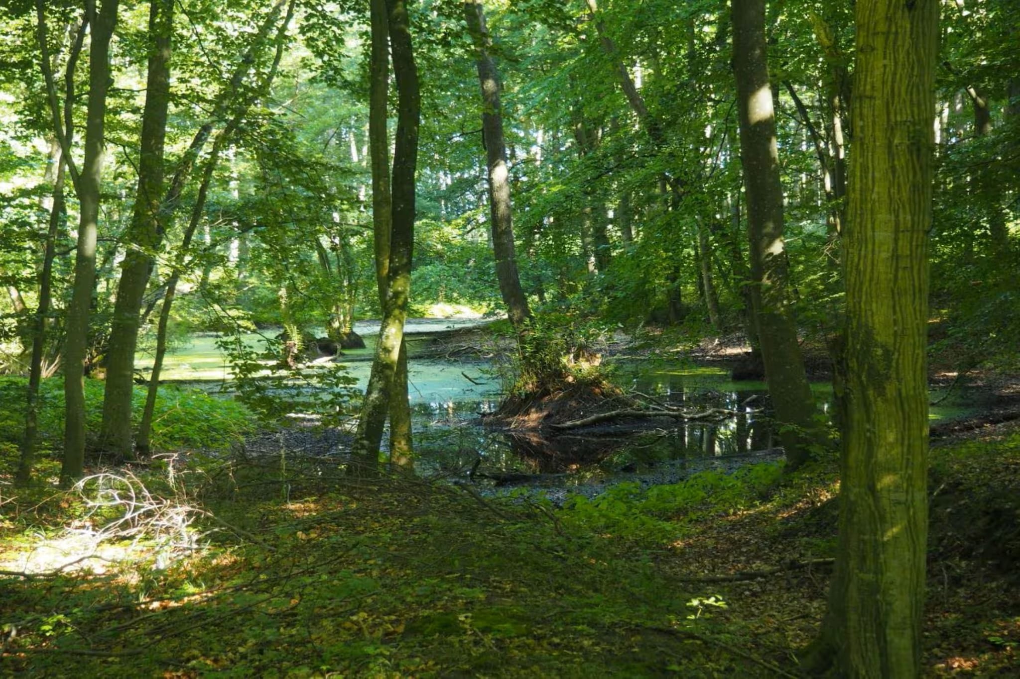 Sunny Suite 14 - Gebieden zomer 5km