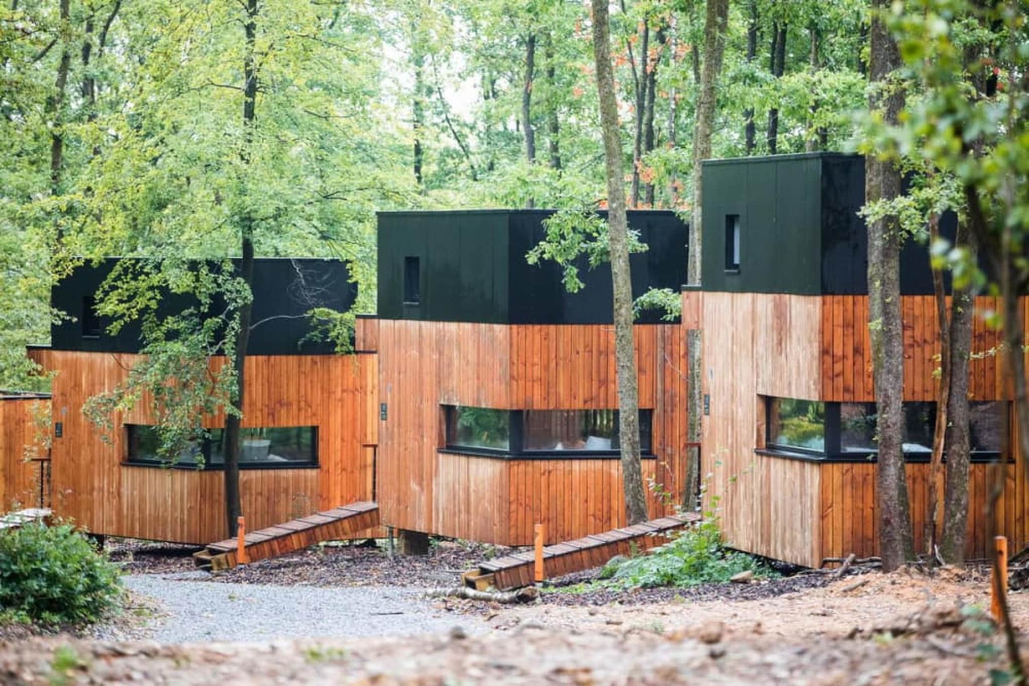Forest Cube RELAX