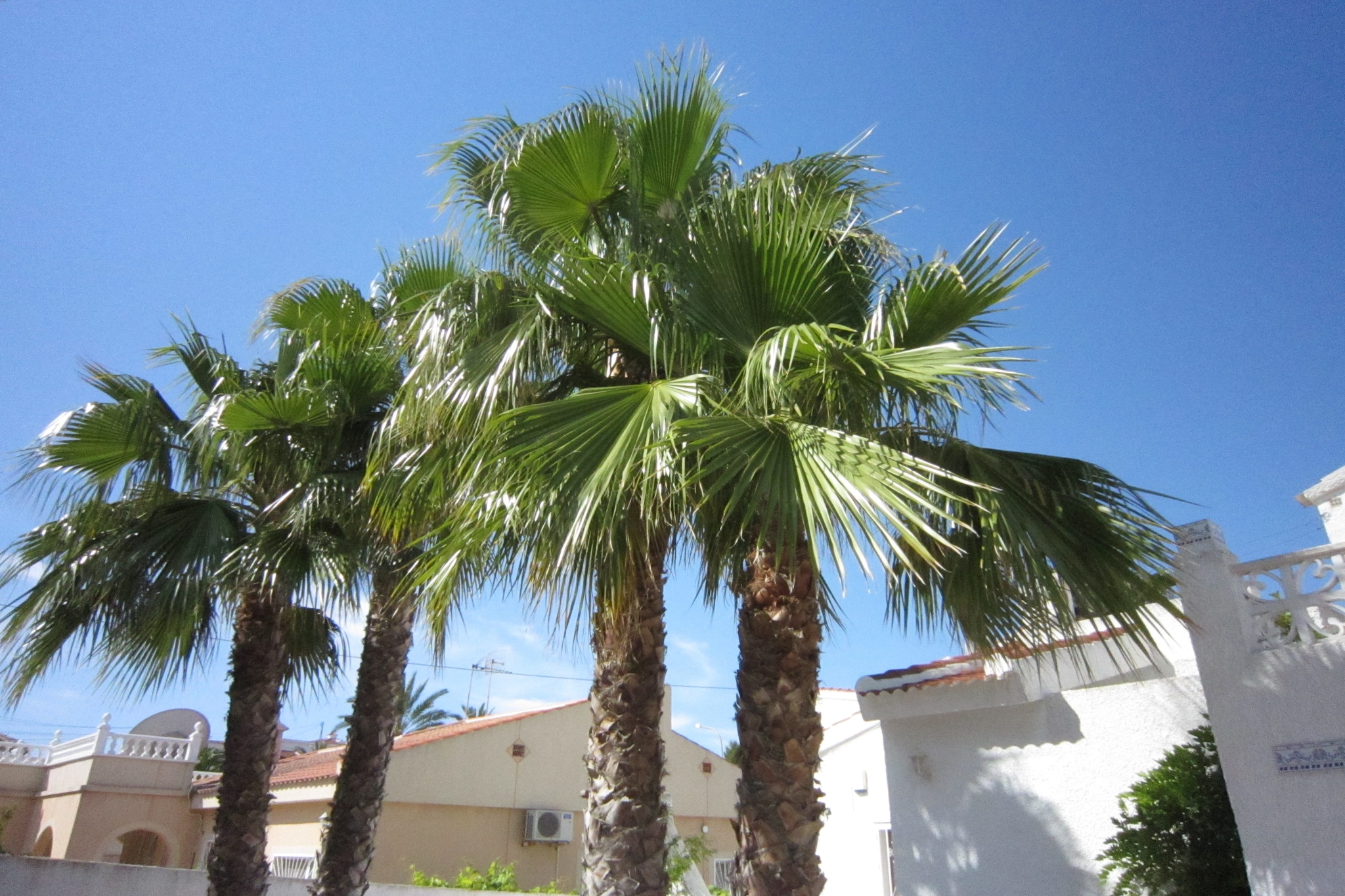 Casa Fien-Gardens summer