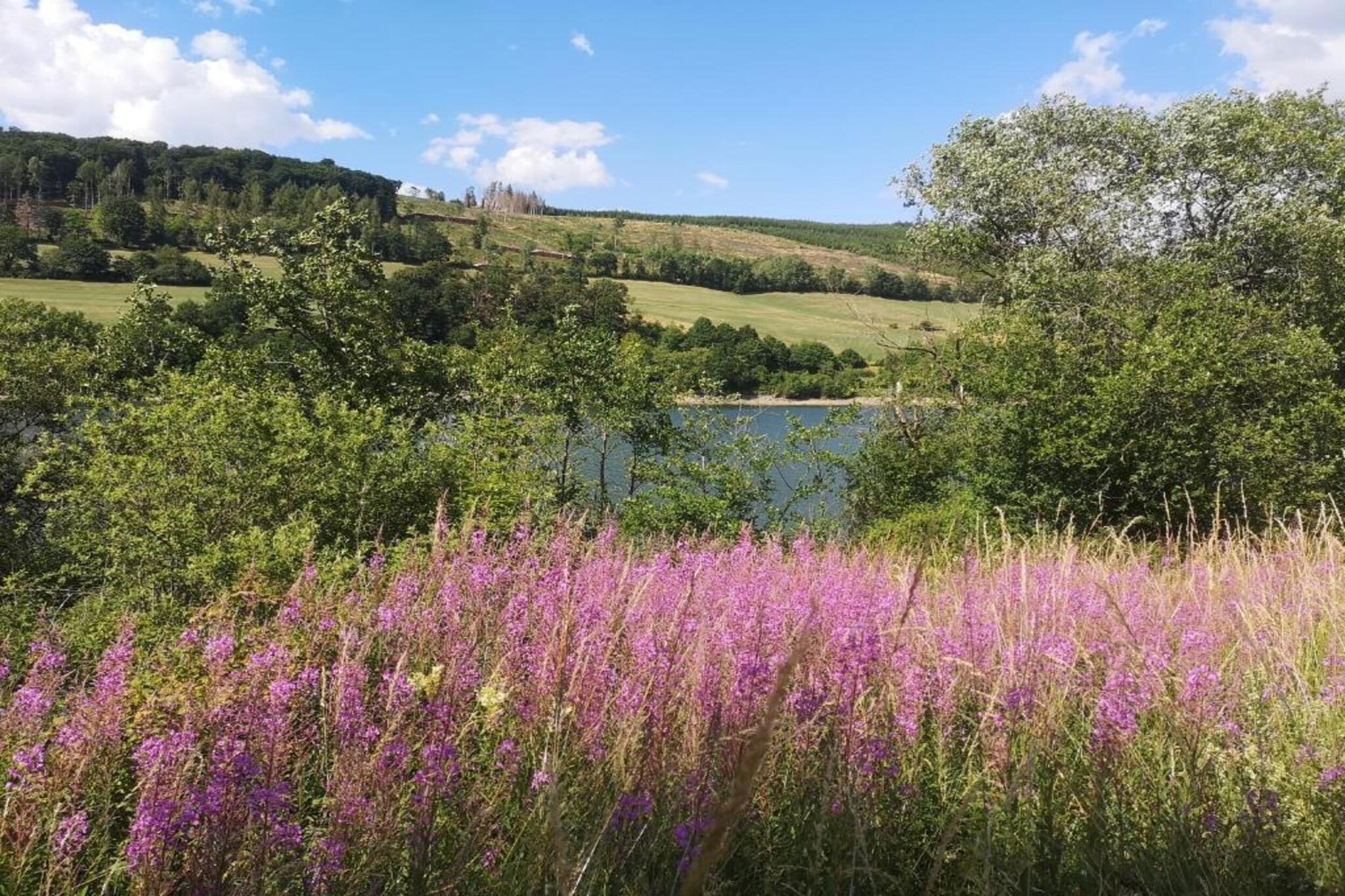 Diemelsee-Gebieden zomer 5km