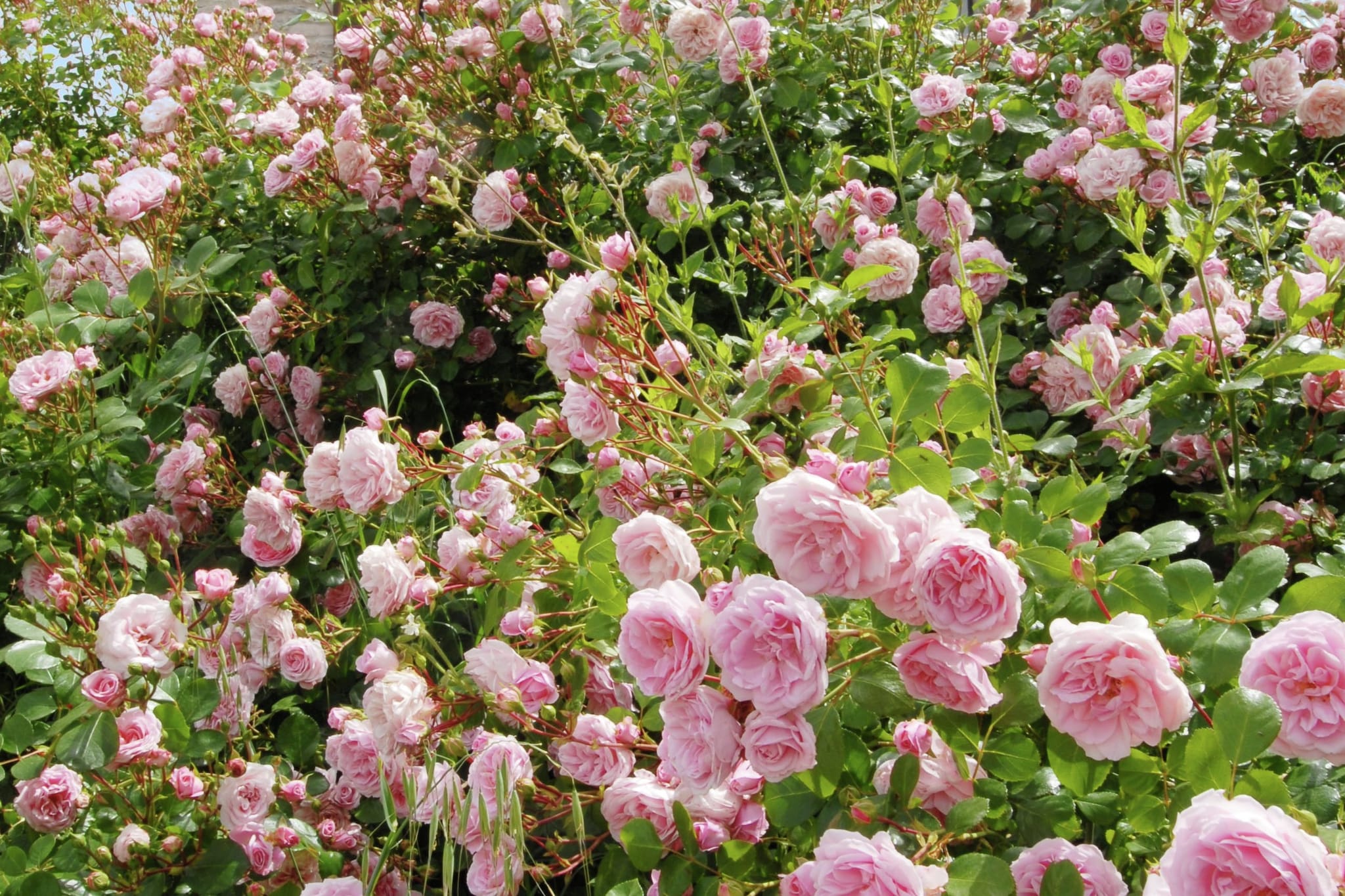 La Cinciallegra-Gardens summer