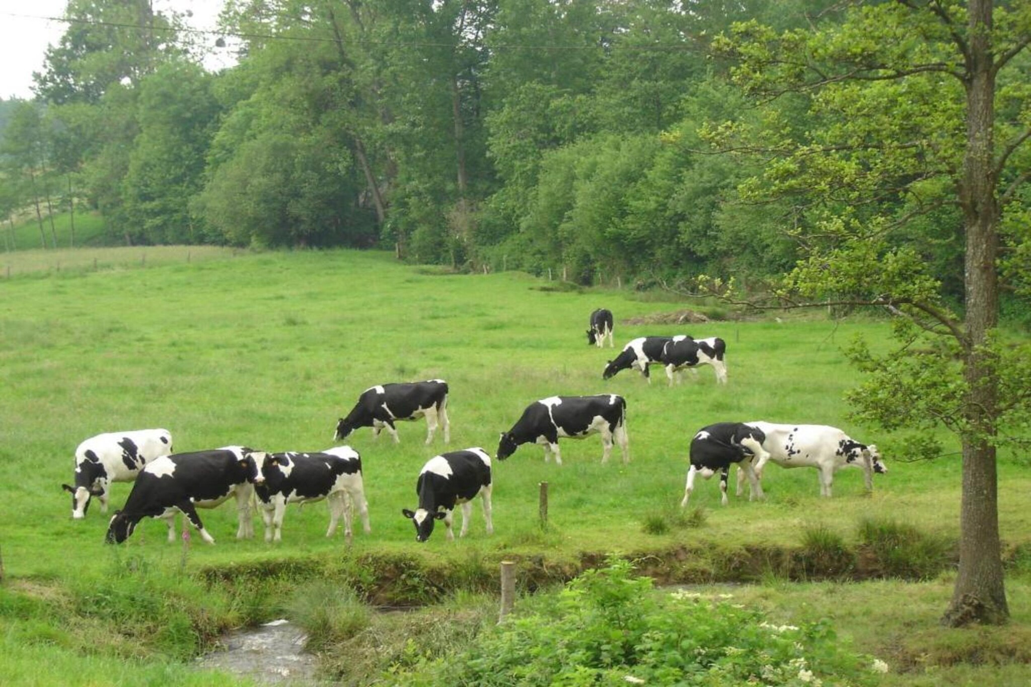 Heslonniere-Gebieden zomer 20km