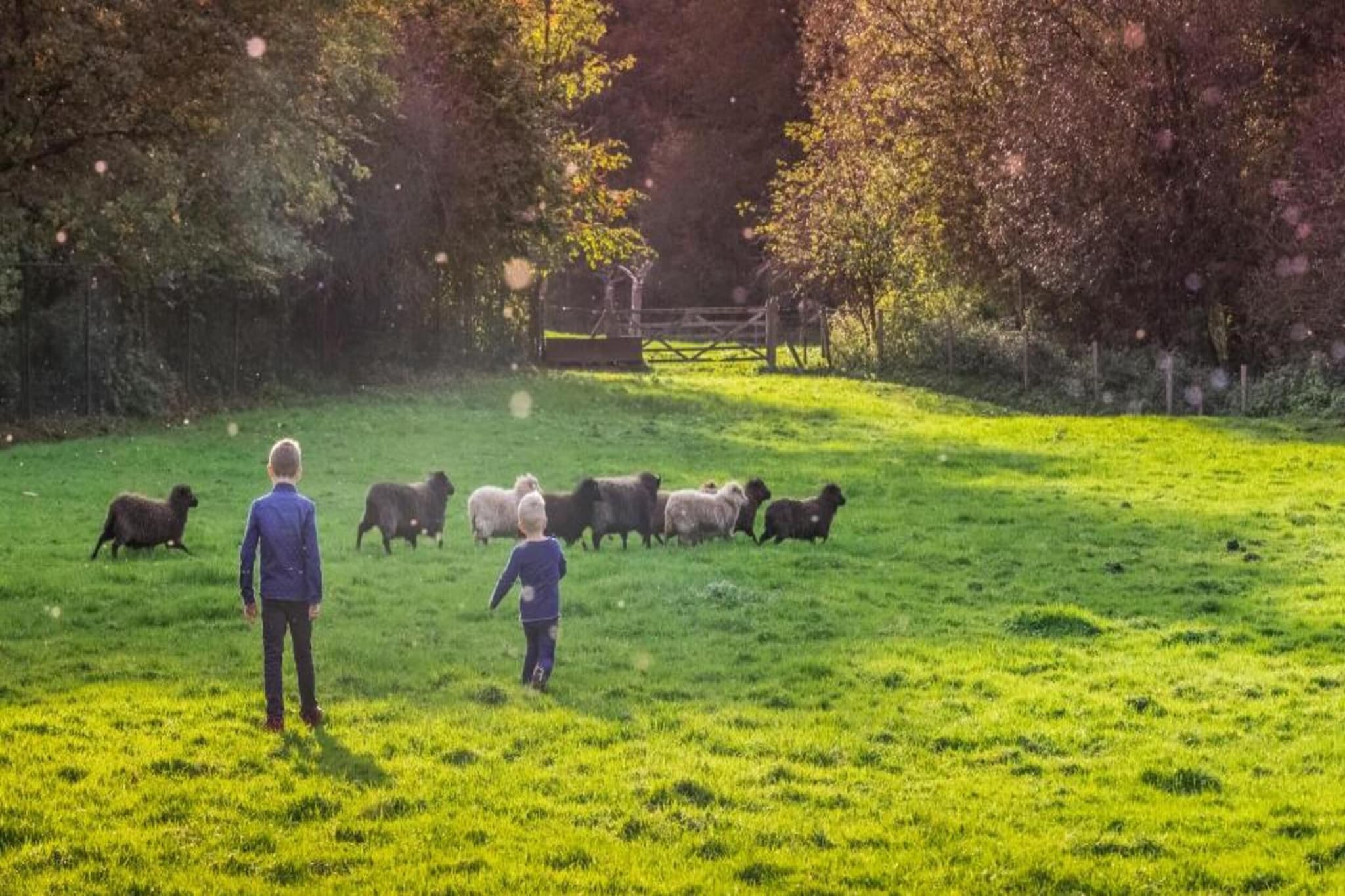 Hoeve in gunne winkel 2-Areas summer 20km