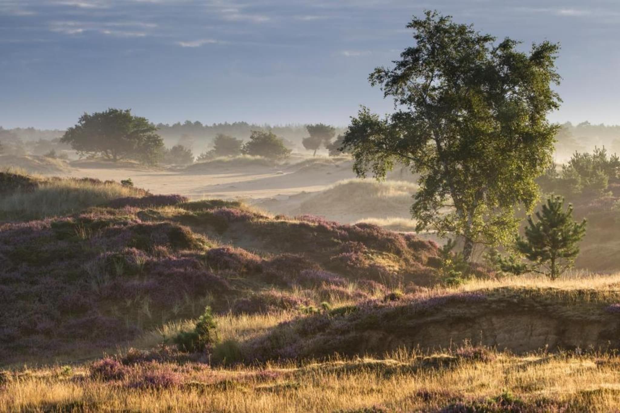 Bospark Lunsbergen 5-Gebieden zomer 20km